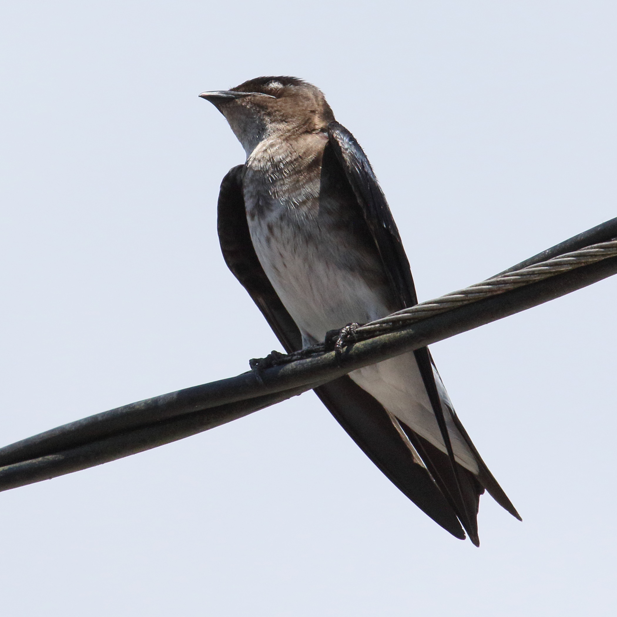 hirondelle_chalybee_-_progne_chalybea2md