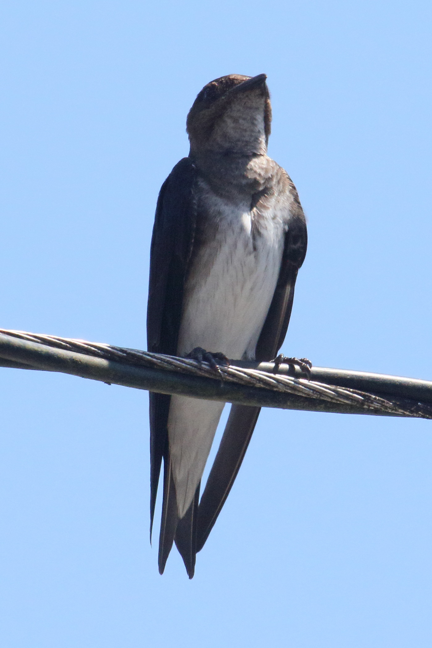 hirondelle_chalybee_-_progne_chalybea3md