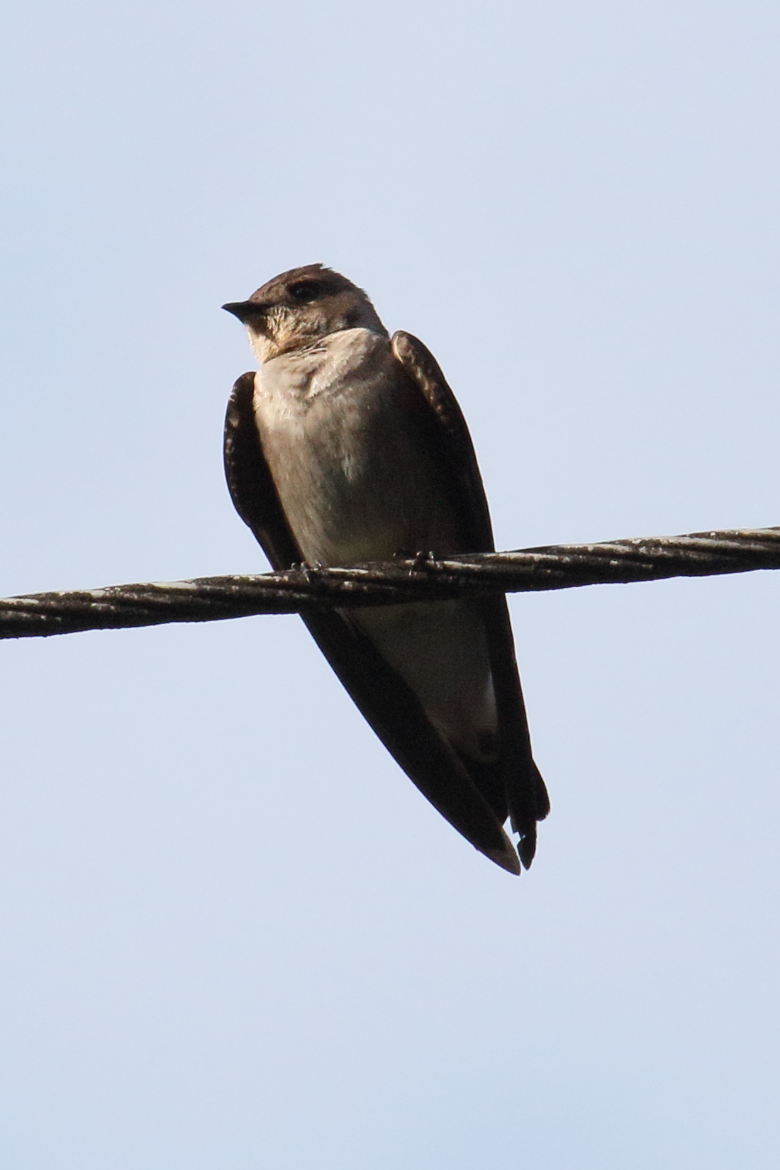 hirondelle_chalybee_-_progne_chalybea4md