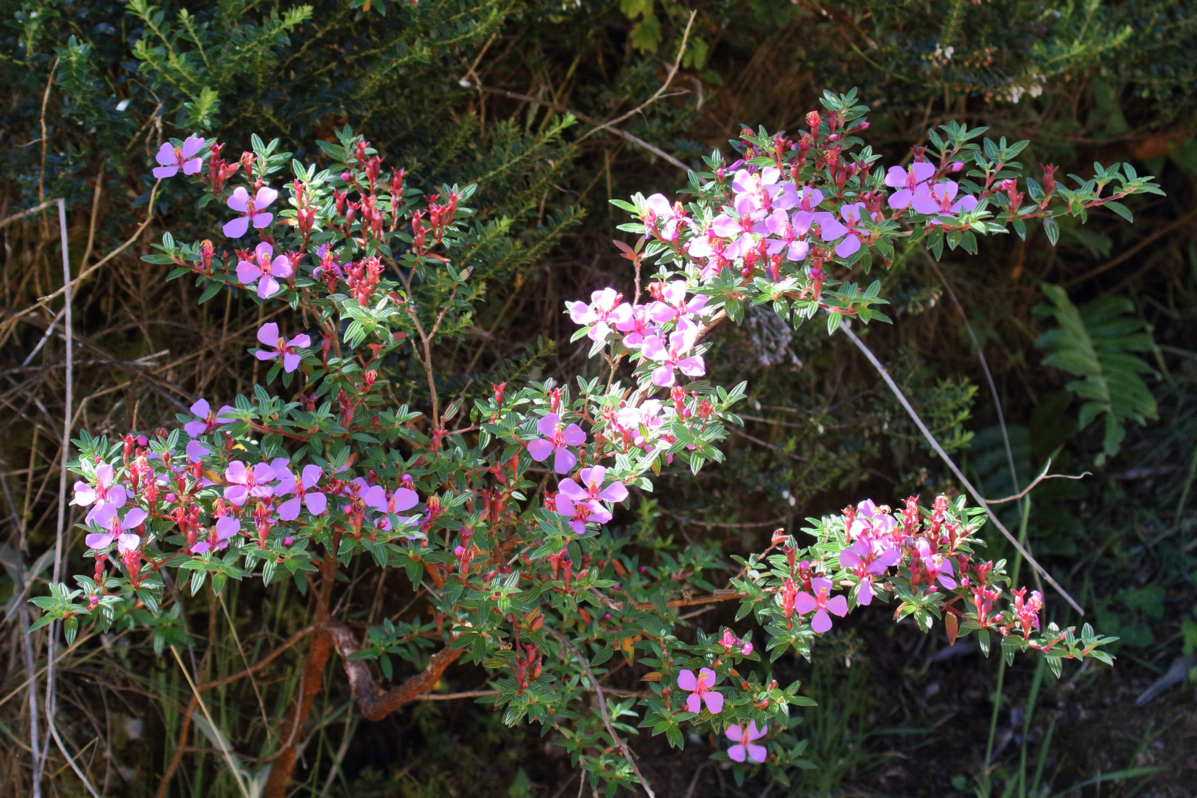 Afficher le média monochaetum_amabile3md monochaetum_amabile3md