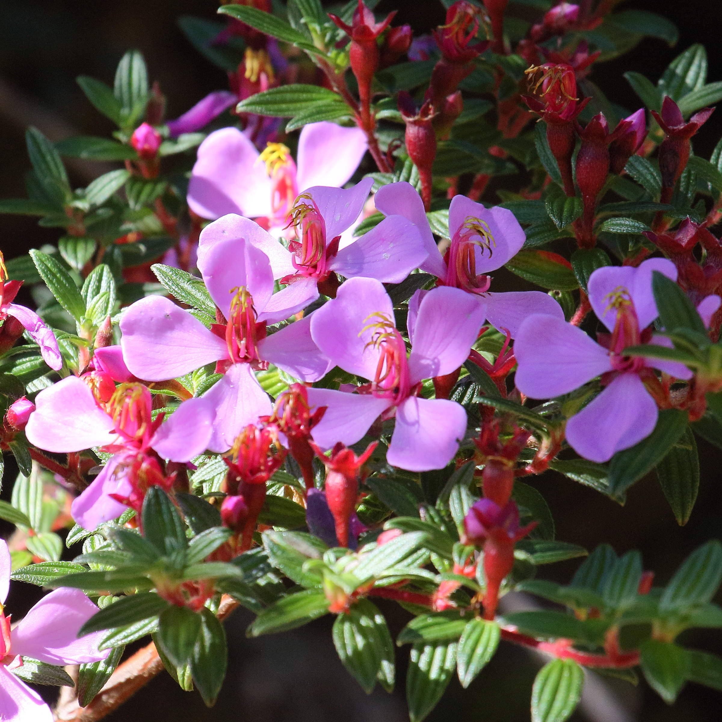 Afficher le média monochaetum_amabile4md monochaetum_amabile4md