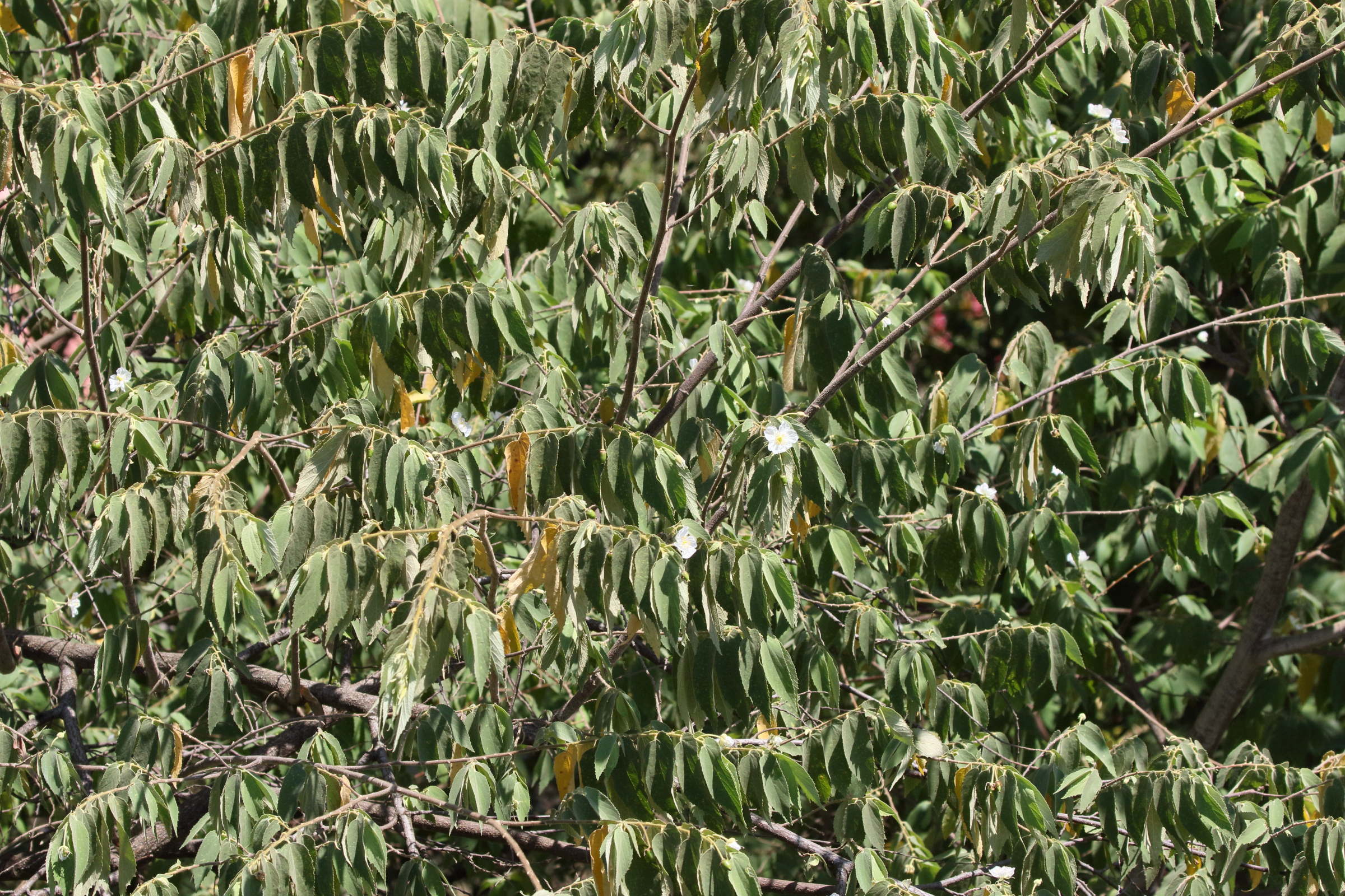 muntingia_calabura7bd