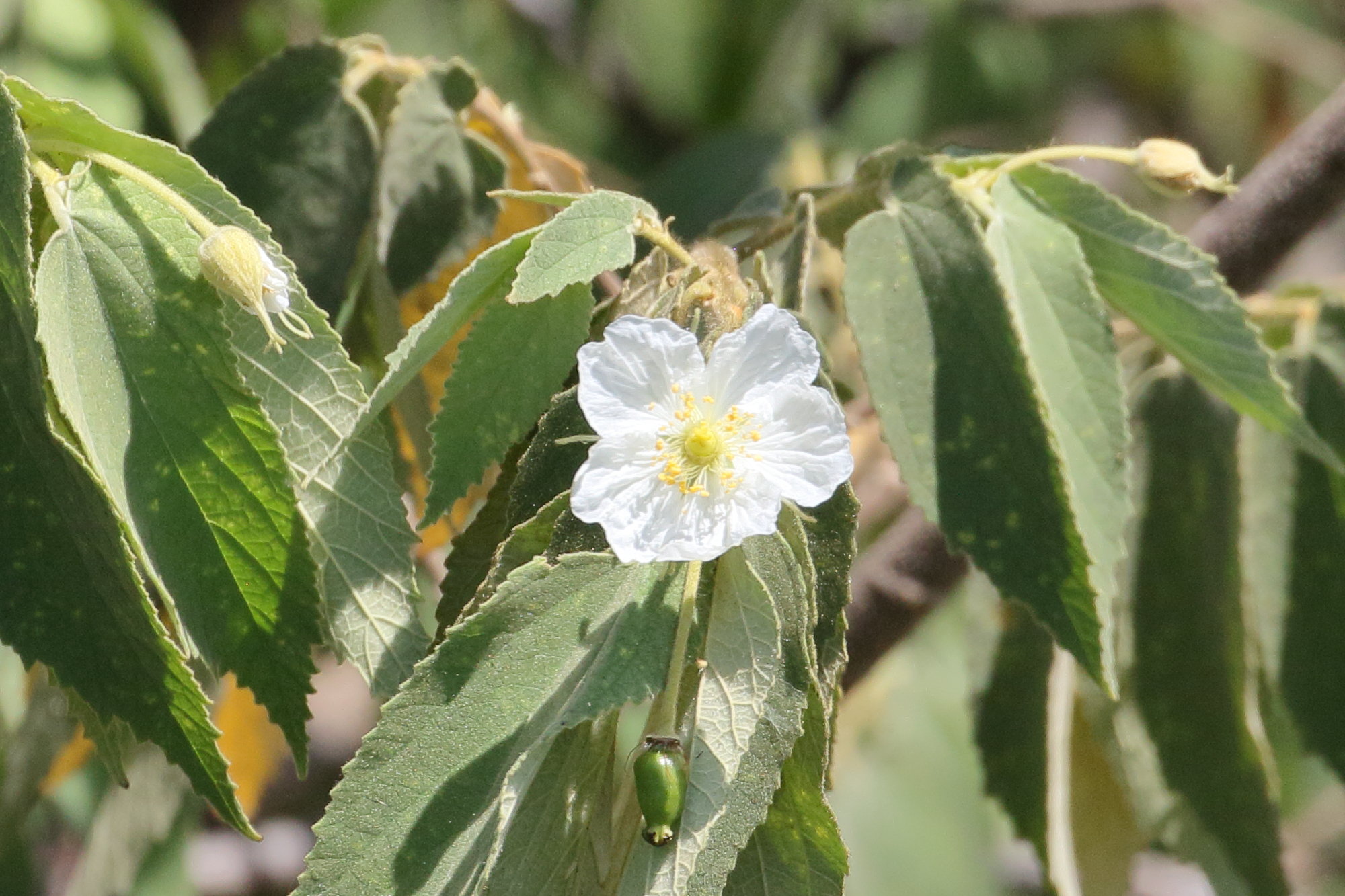 muntingia_calabura8bd