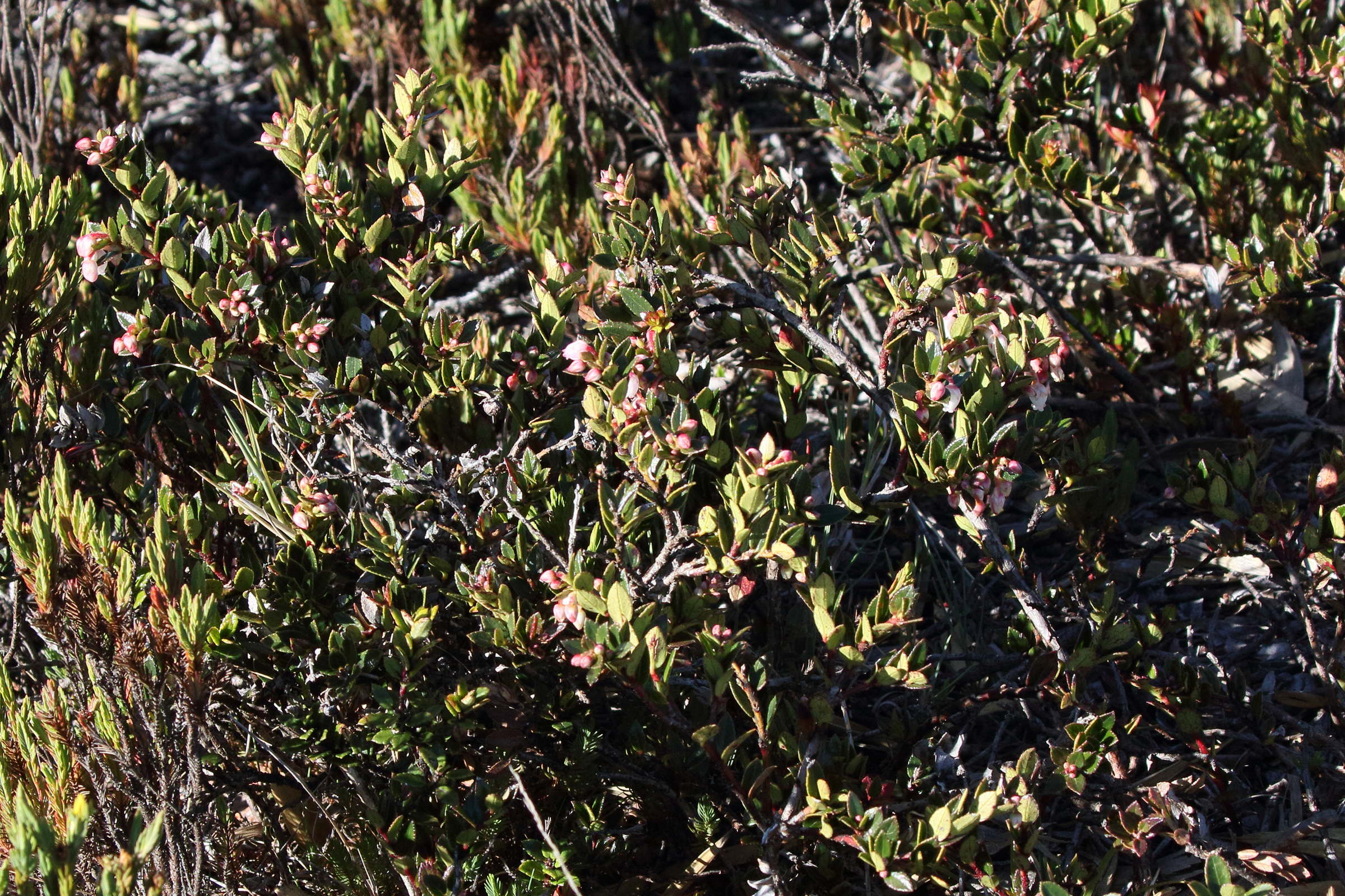 pernettya_prostrata5bd