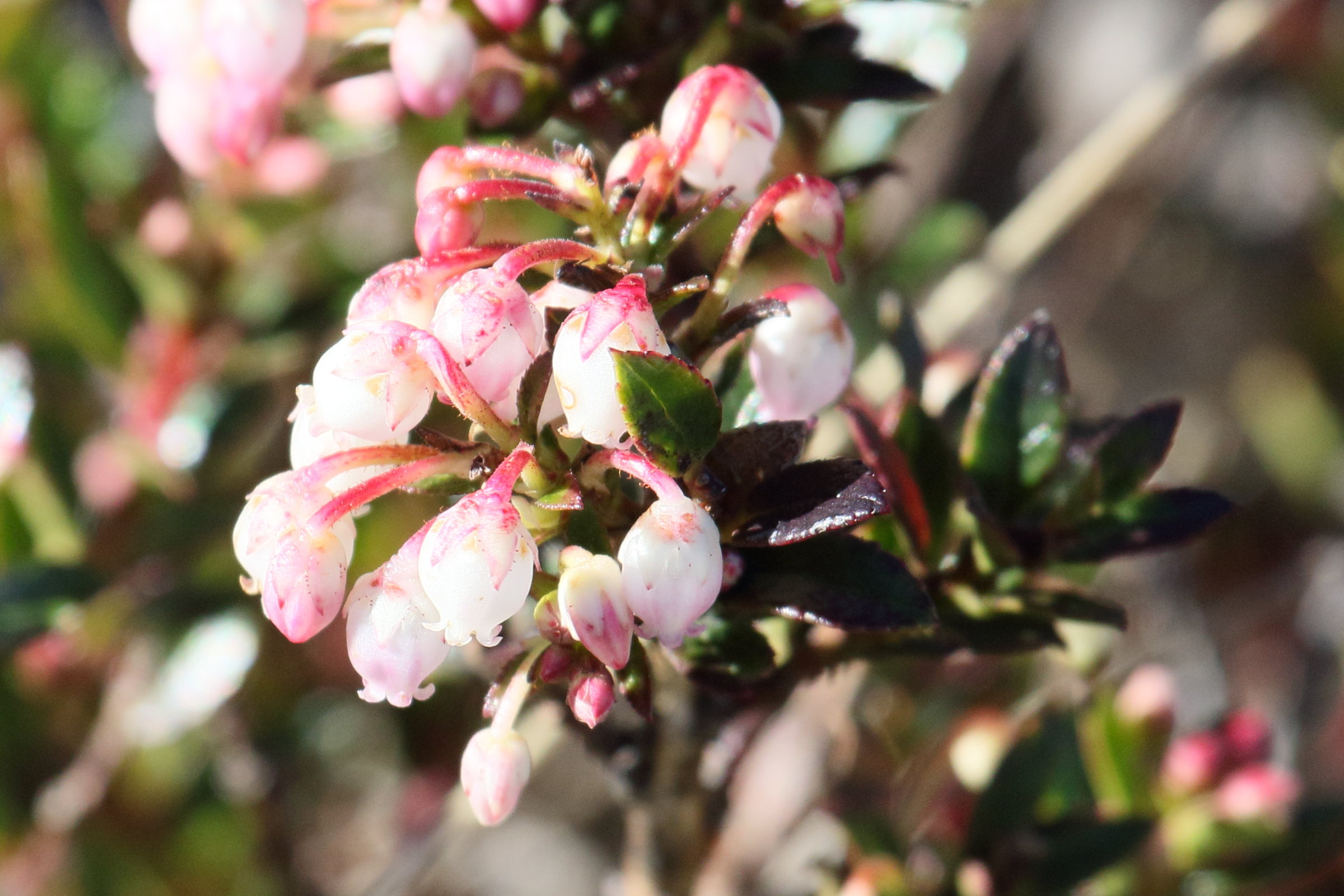 pernettya_prostrata6md