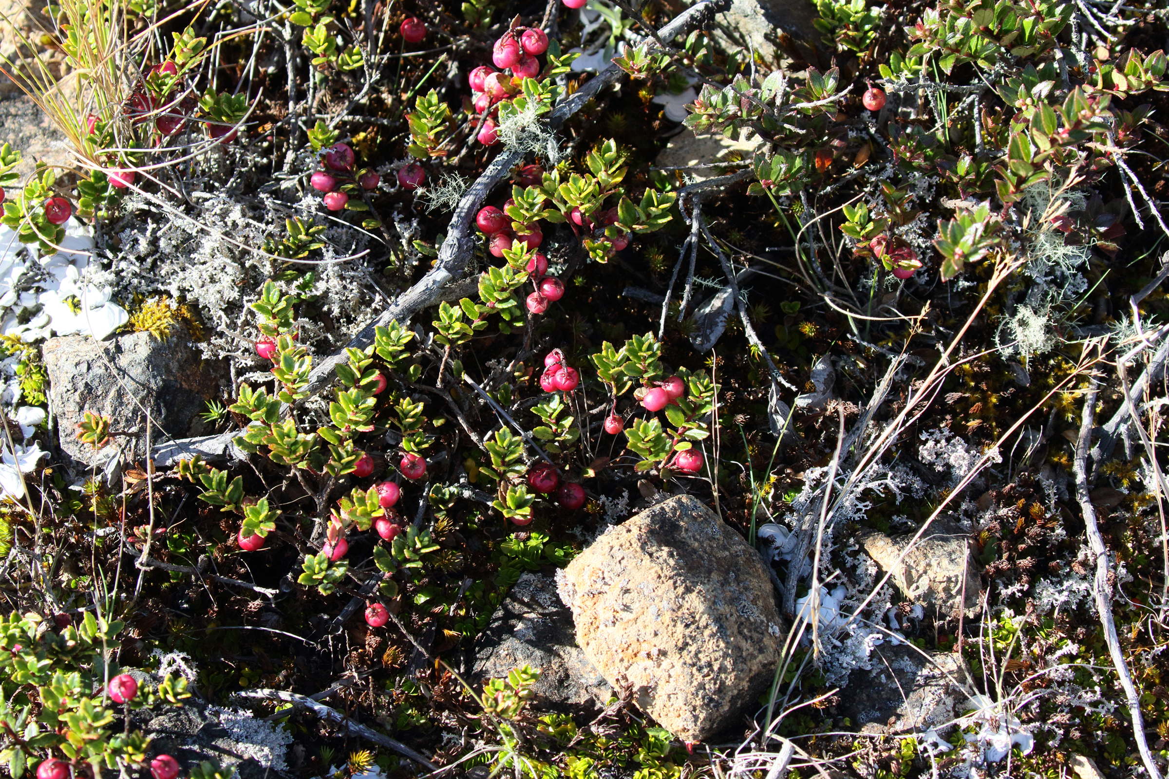 pernettya_prostrata7bd