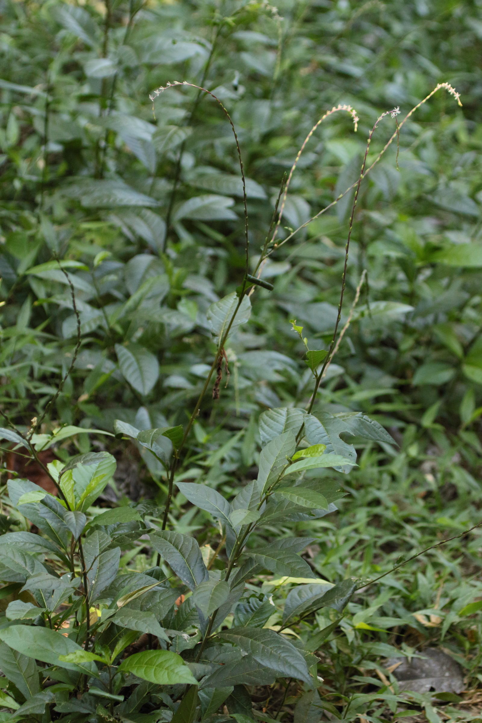 Afficher le média petiveria_alliacea3md petiveria_alliacea3md