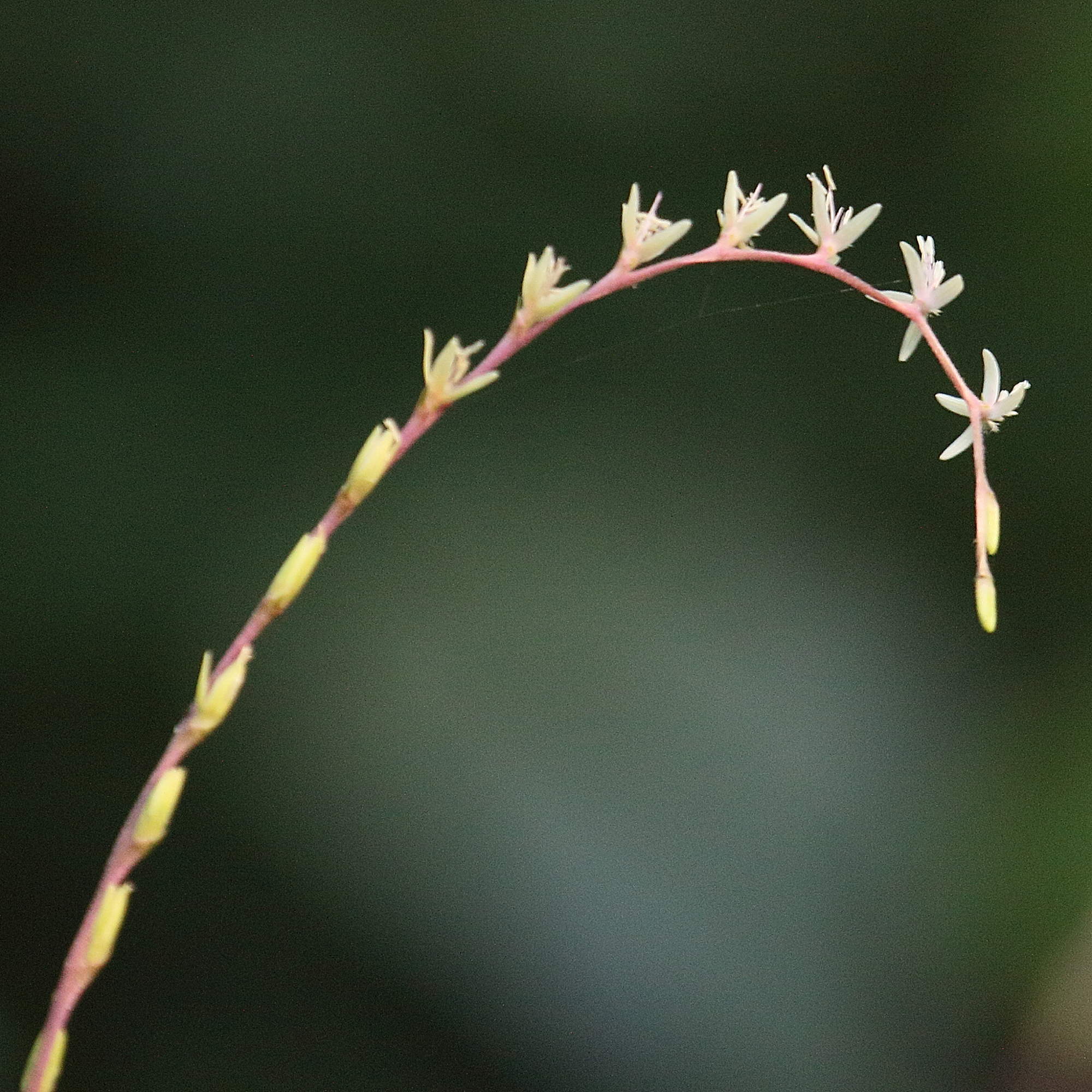 Afficher le média petiveria_alliacea4md petiveria_alliacea4md