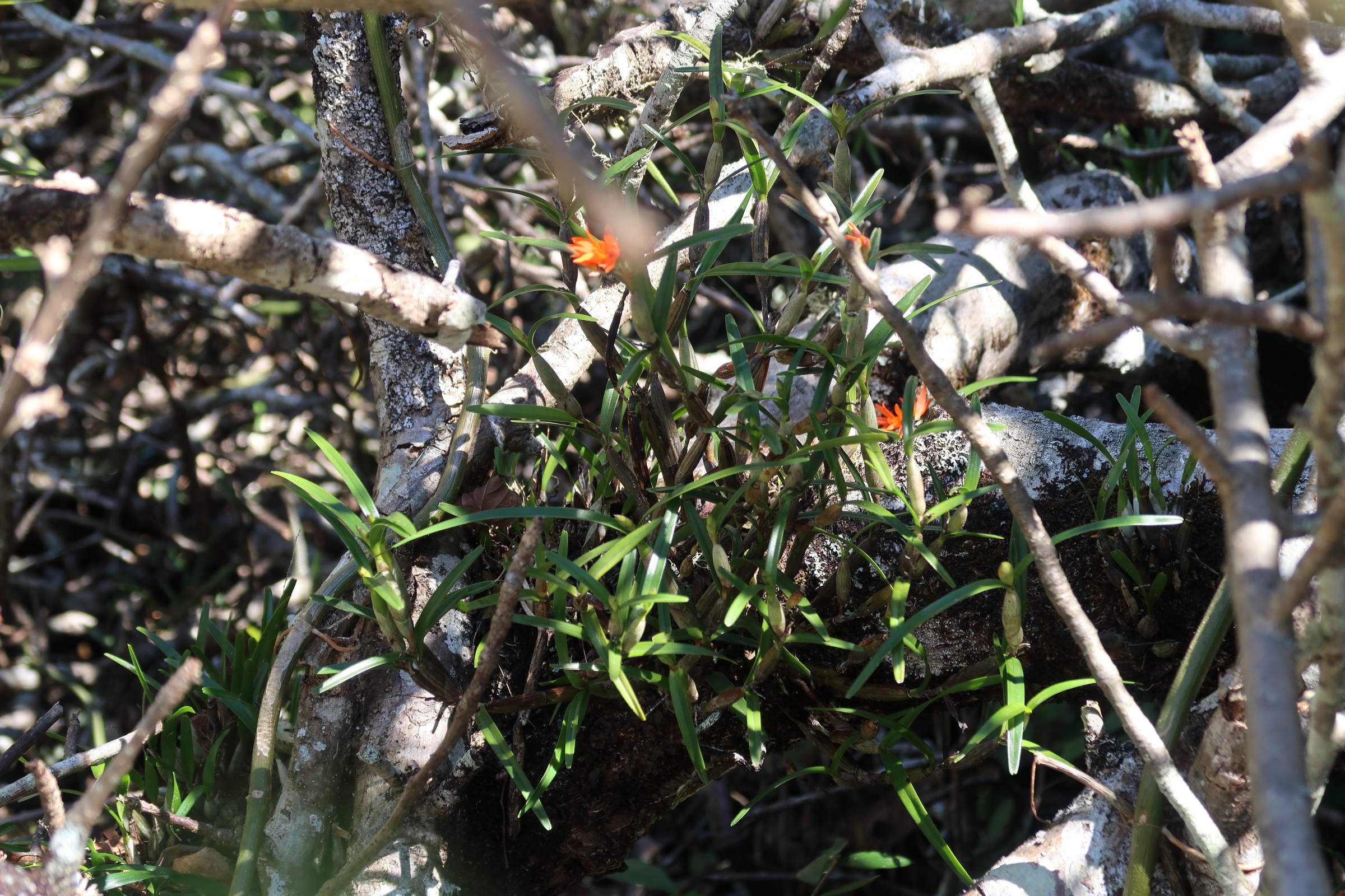 Afficher le média scaphyglottis_imbricata1md scaphyglottis_imbricata1md