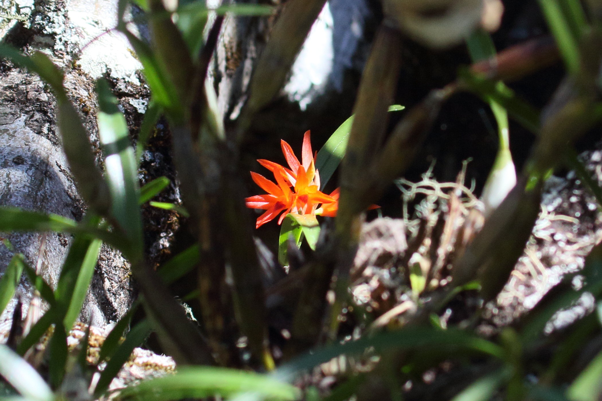 Afficher le média scaphyglottis_imbricata2md scaphyglottis_imbricata2md