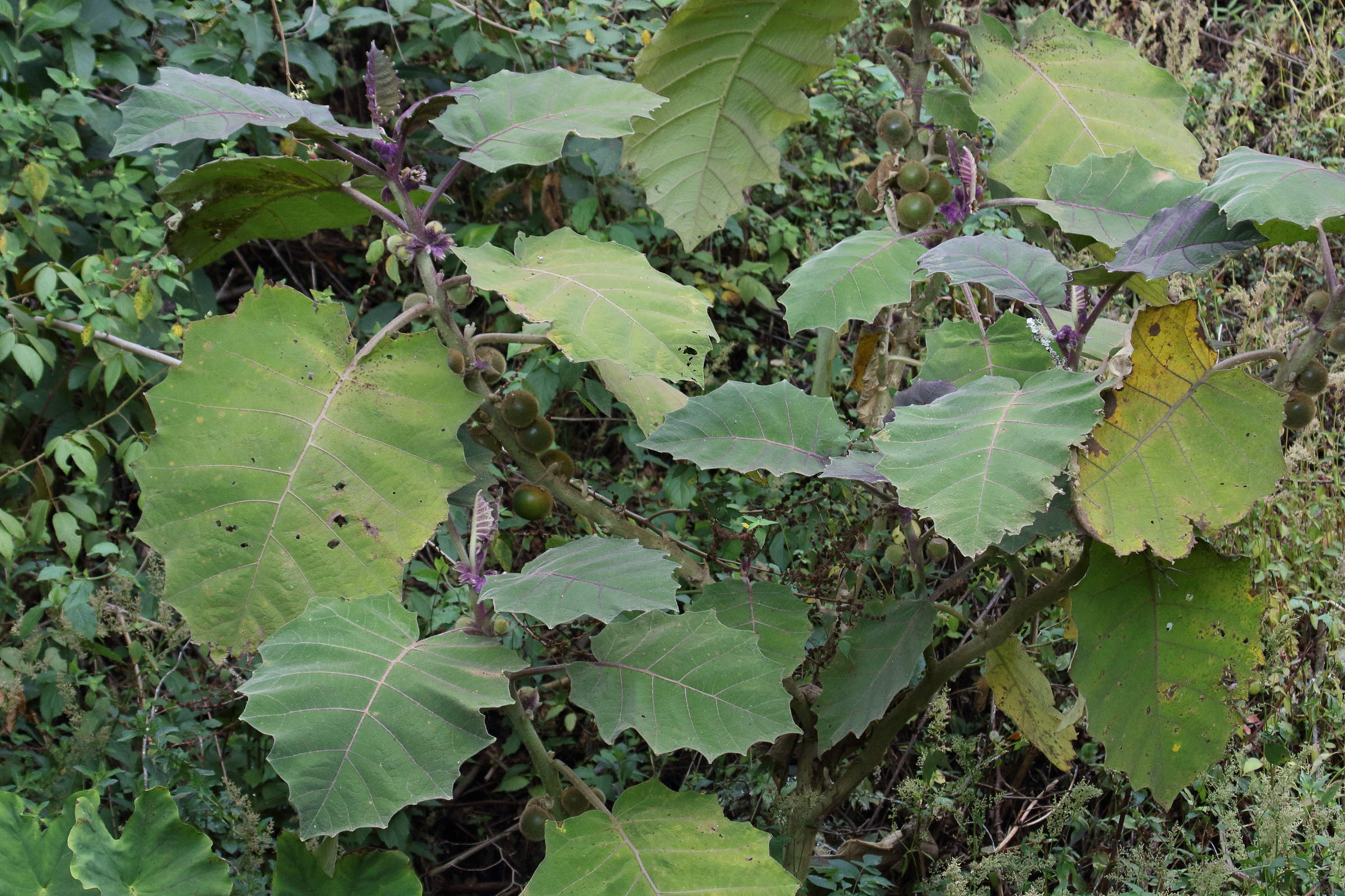 Afficher le média solanum_quitoense5md solanum_quitoense5md