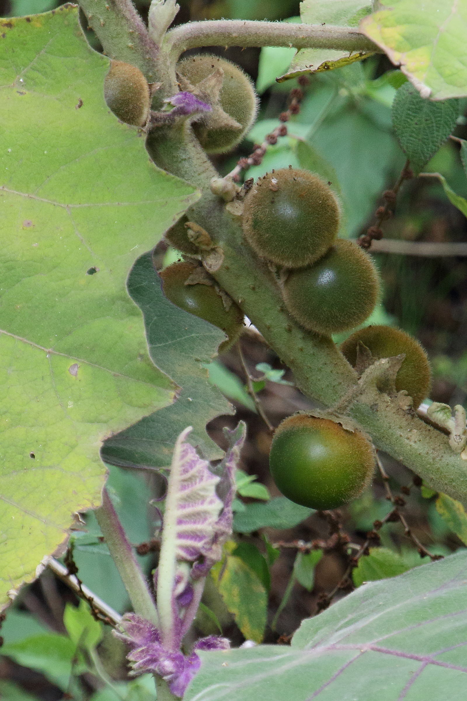 Afficher le média solanum_quitoense6md solanum_quitoense6md