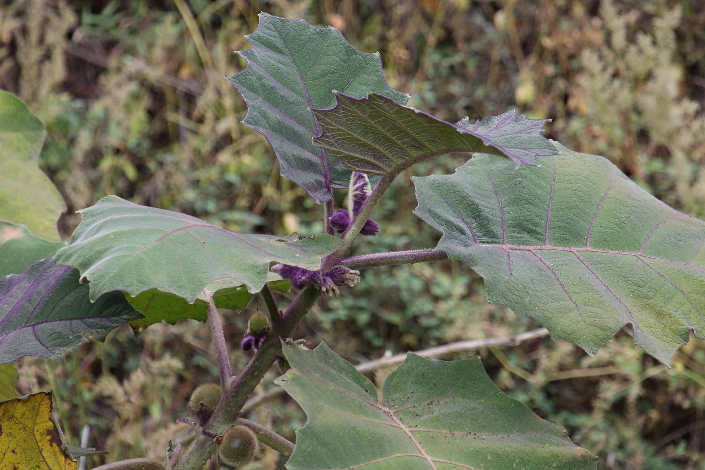 Afficher le média solanum_quitoense7md solanum_quitoense7md