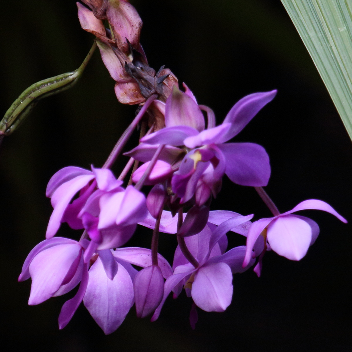 Afficher le média spathoglottis_plicata10md spathoglottis_plicata10md