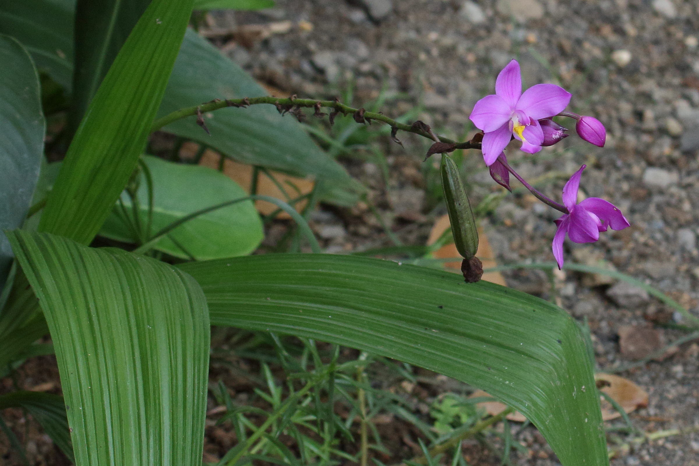 Afficher le média spathoglottis_plicata7md spathoglottis_plicata7md