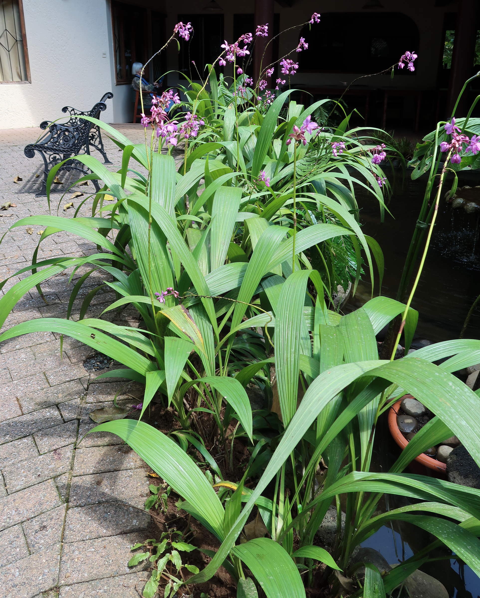 Afficher le média spathoglottis_plicata8md spathoglottis_plicata8md