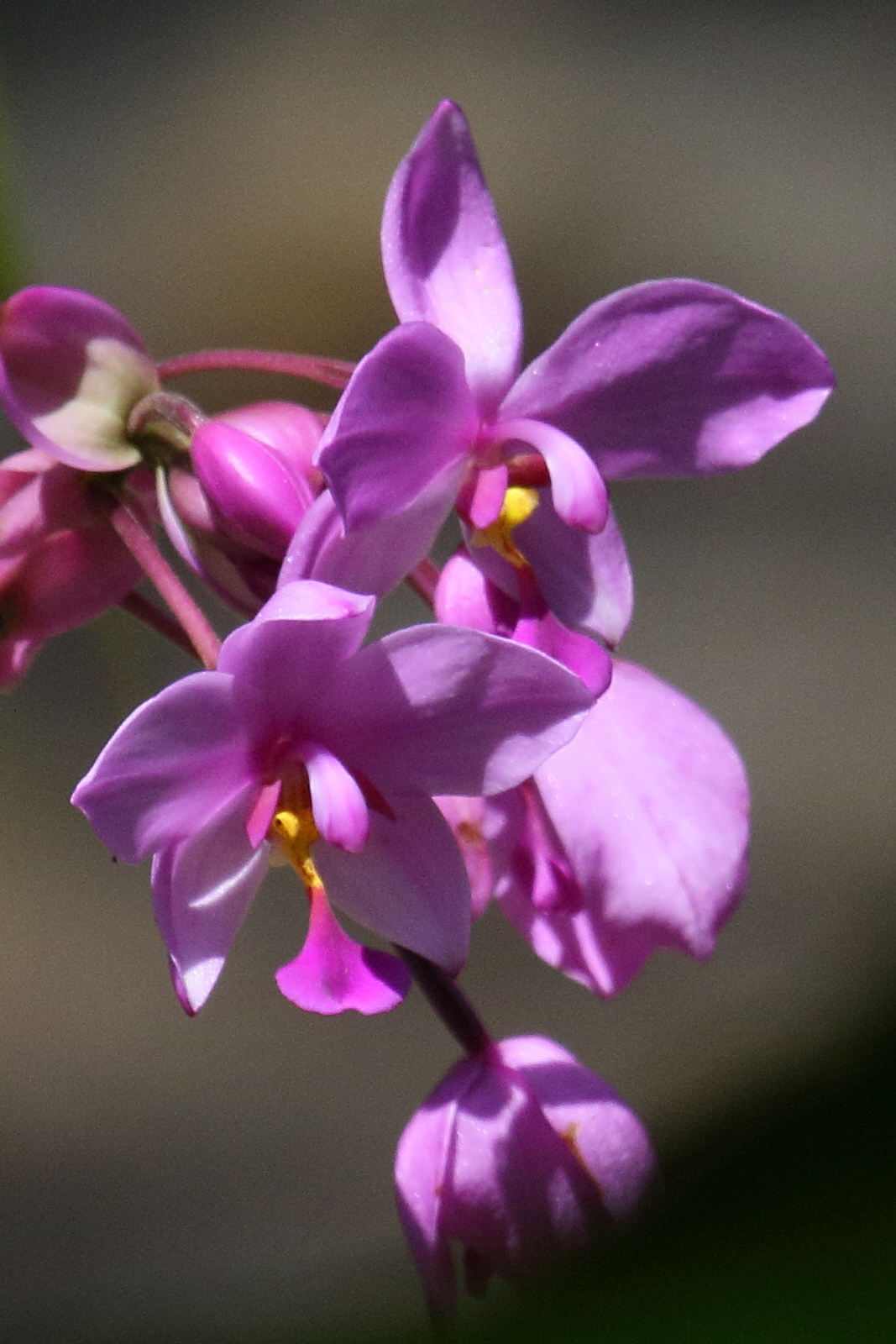 Afficher le média spathoglottis_plicata9md spathoglottis_plicata9md