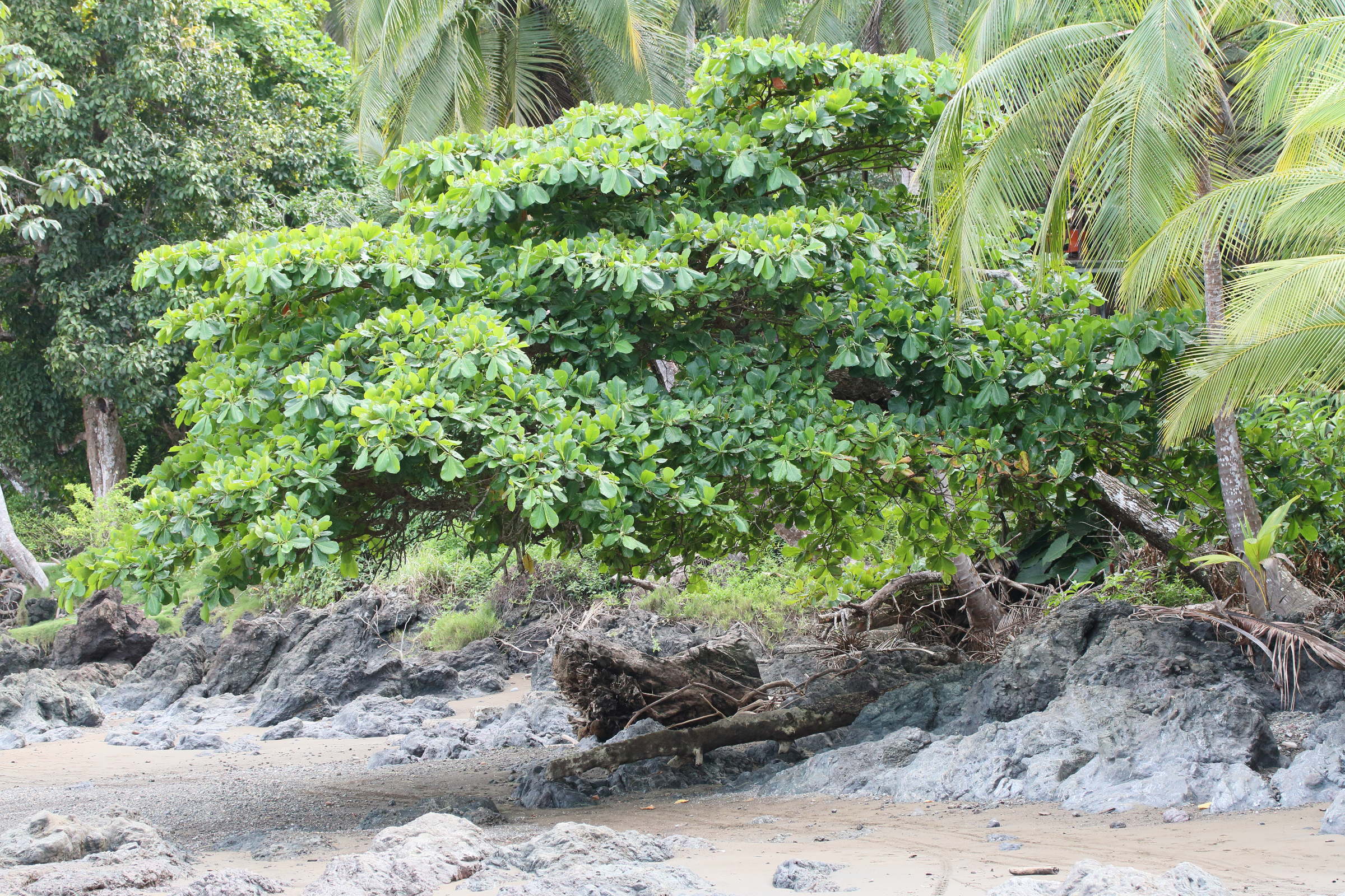 terminalia_catappa10md