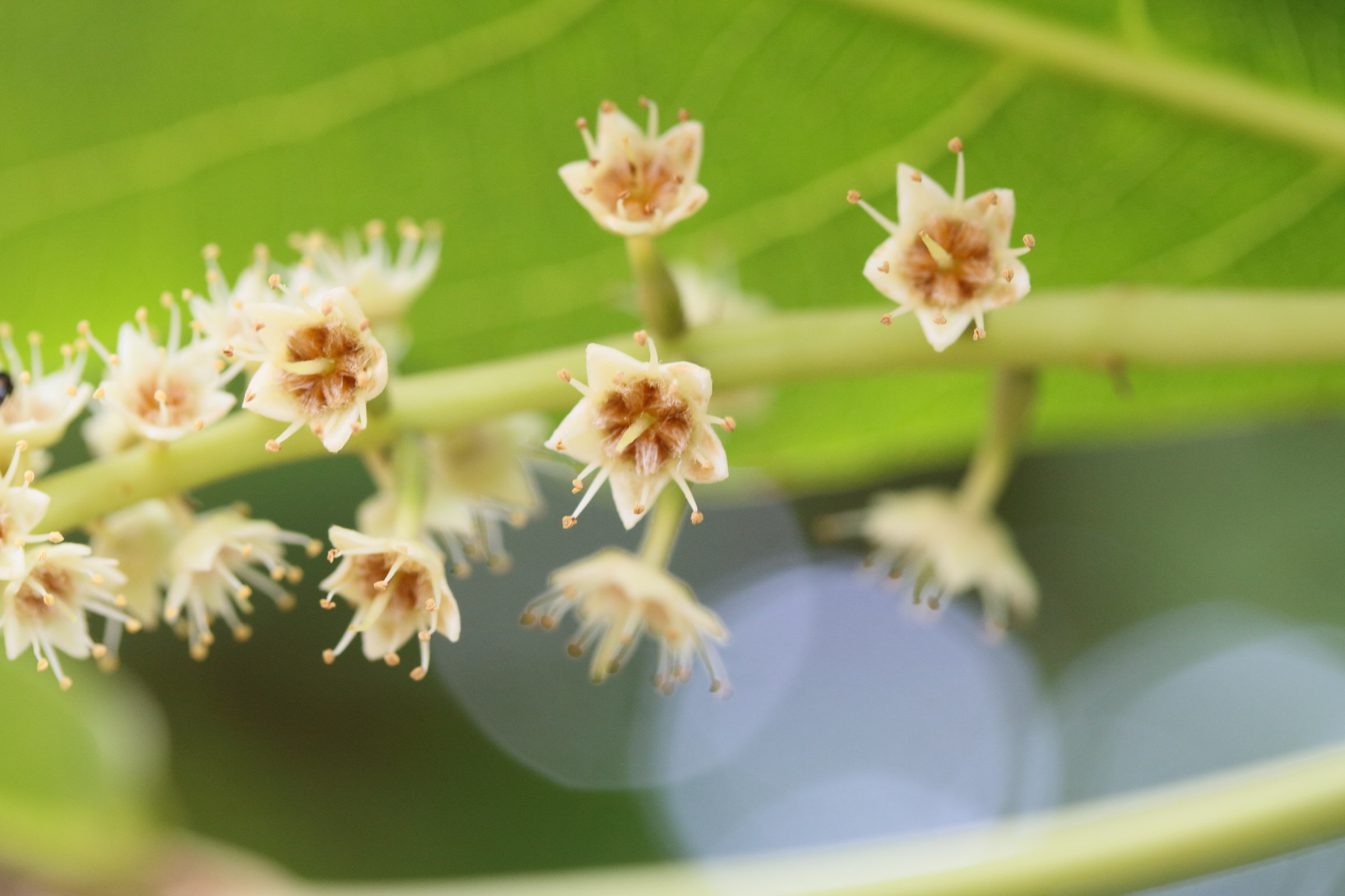 terminalia_catappa11md