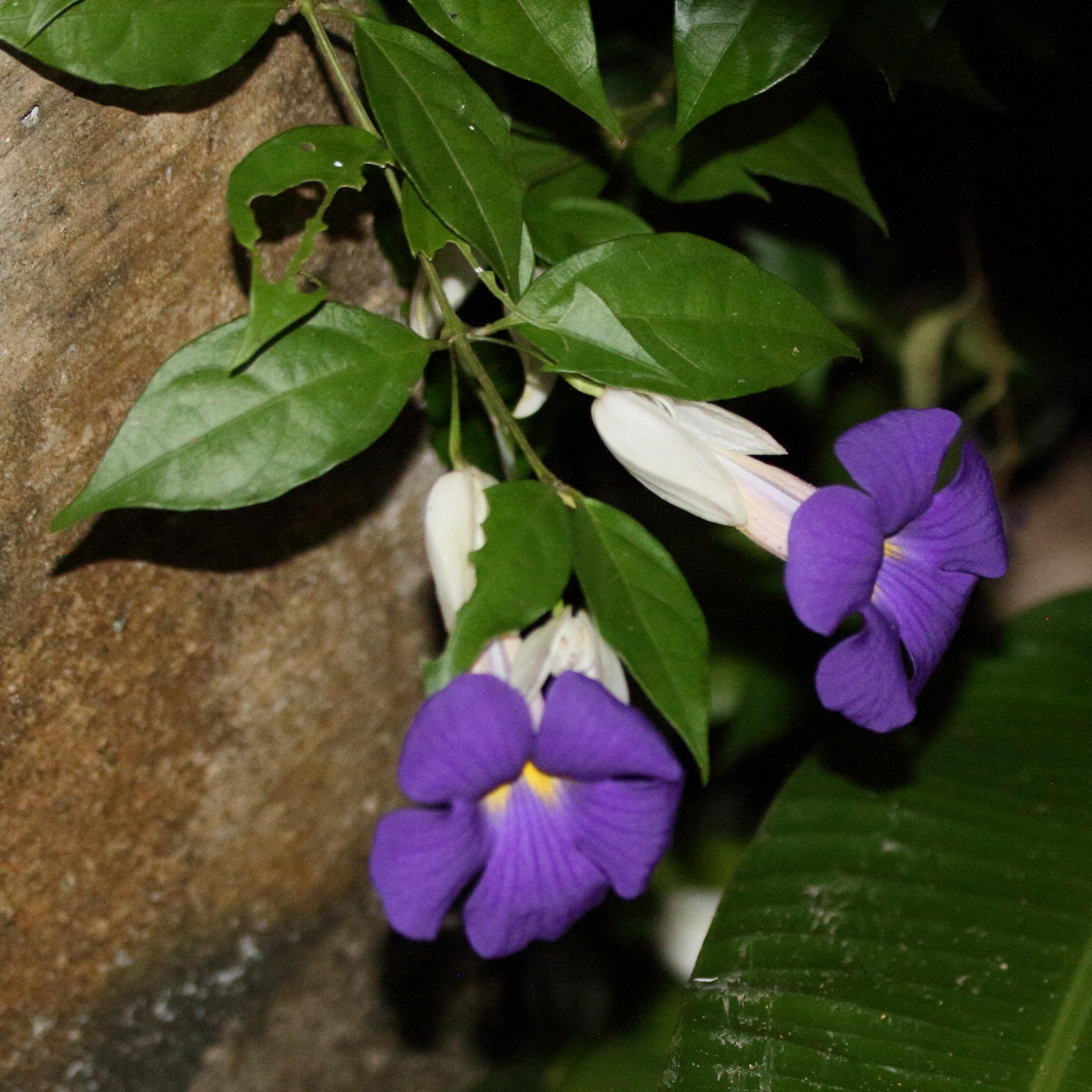 thunbergia_erecta6md