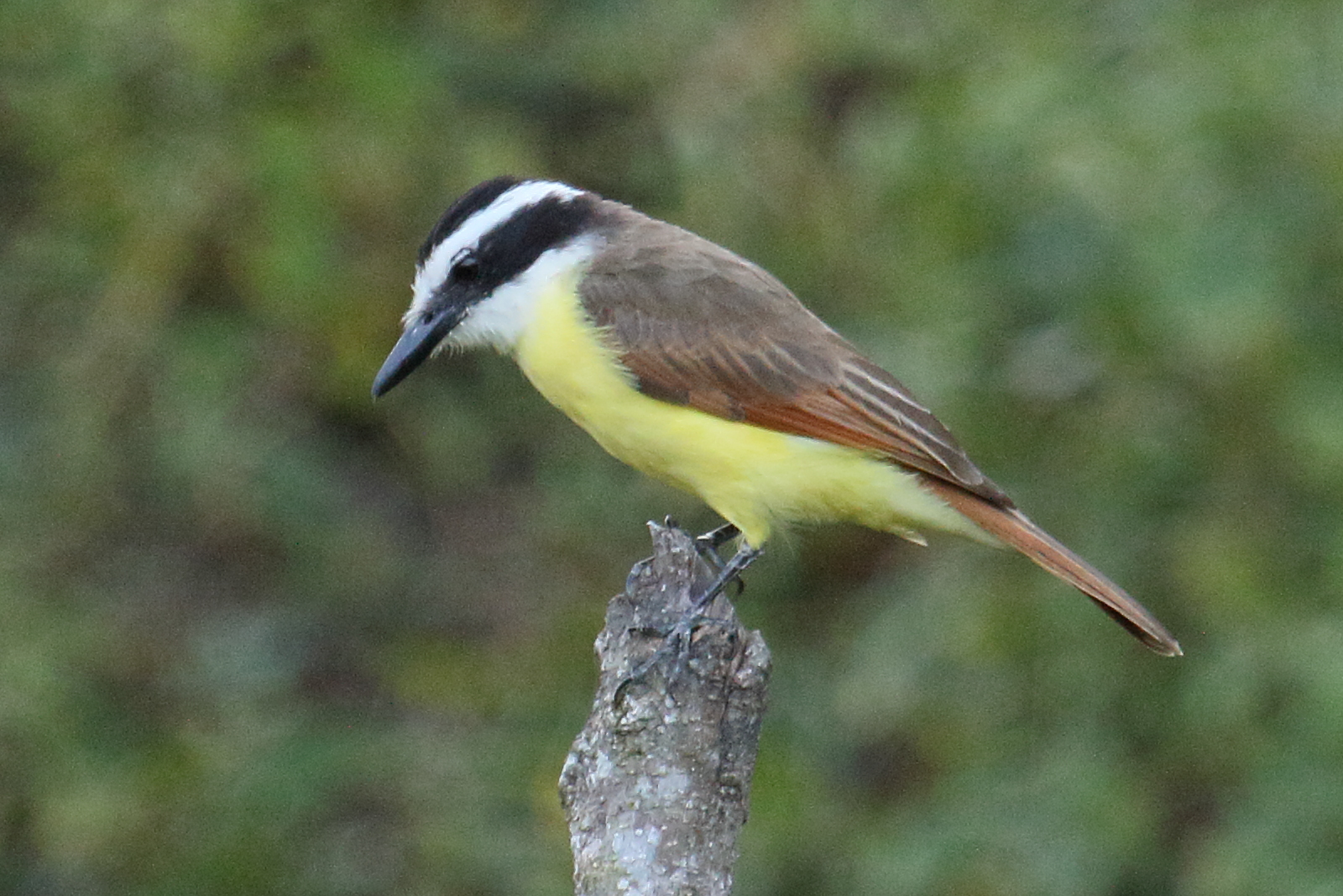 tyran_quiquivi_-_pitangus_sulphuratus5md