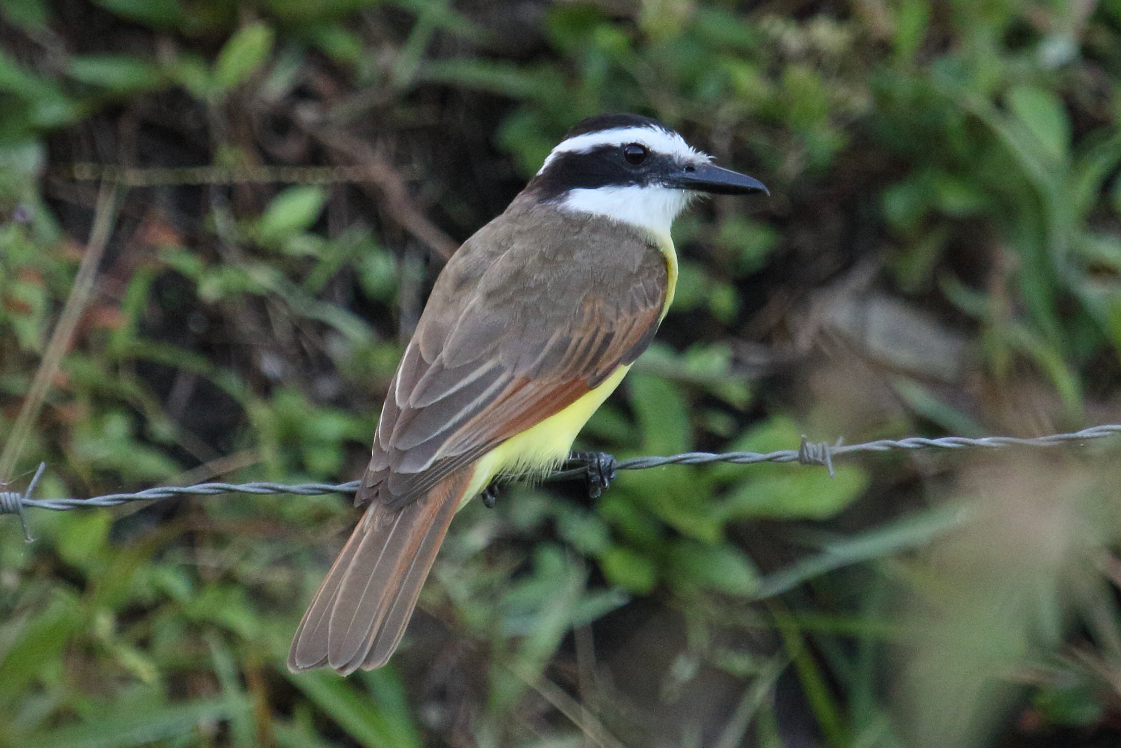 tyran_quiquivi_-_pitangus_sulphuratus6md