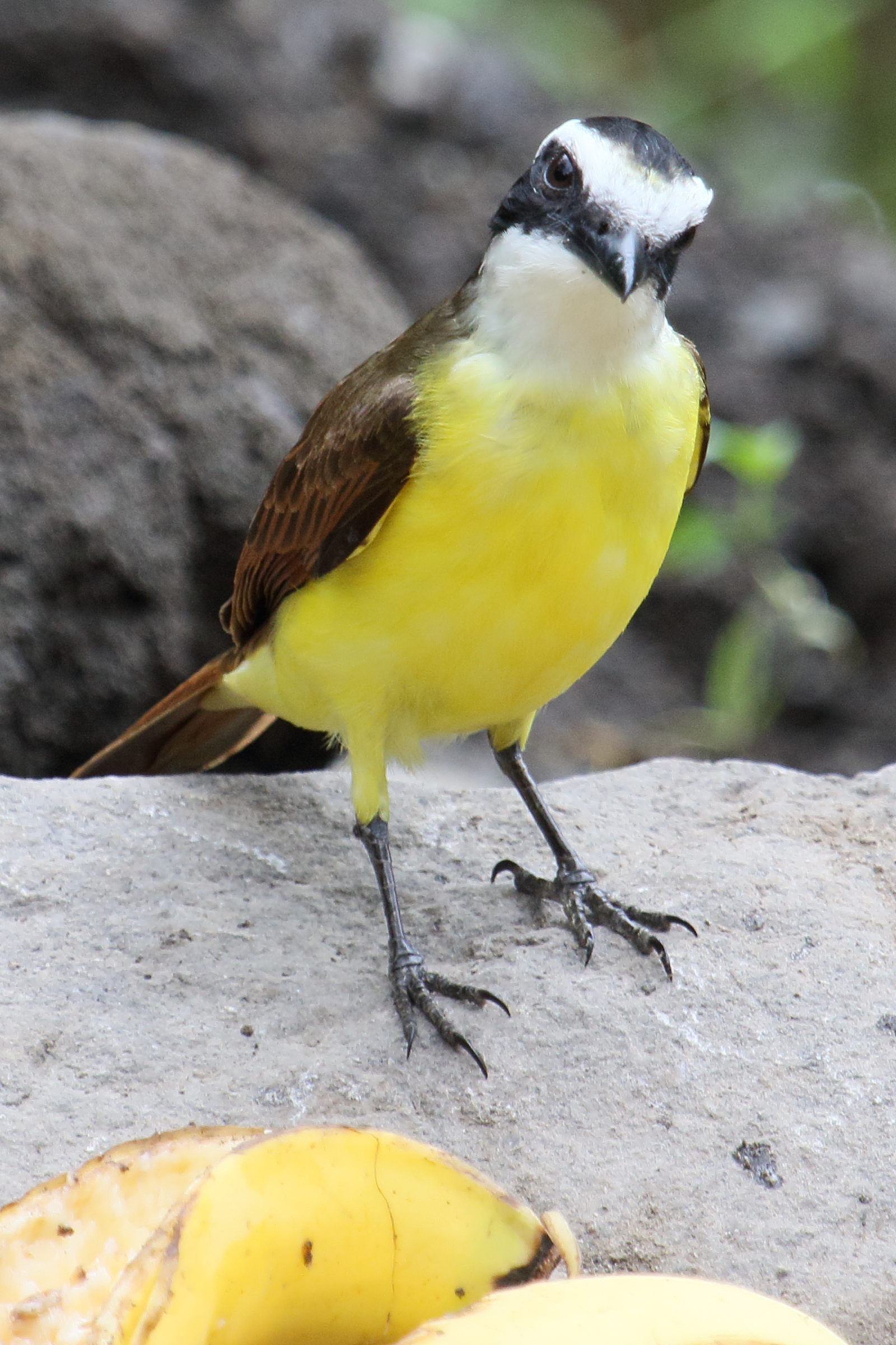 tyran_quiquivi_-_pitangus_sulphuratus7md