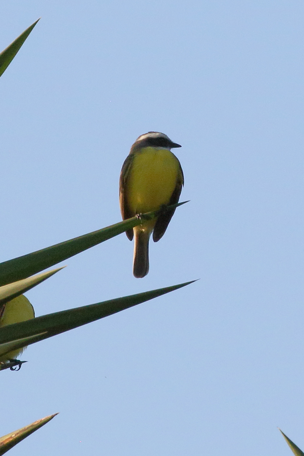 tyran_sociable_-_myiozetetes_similis3bd