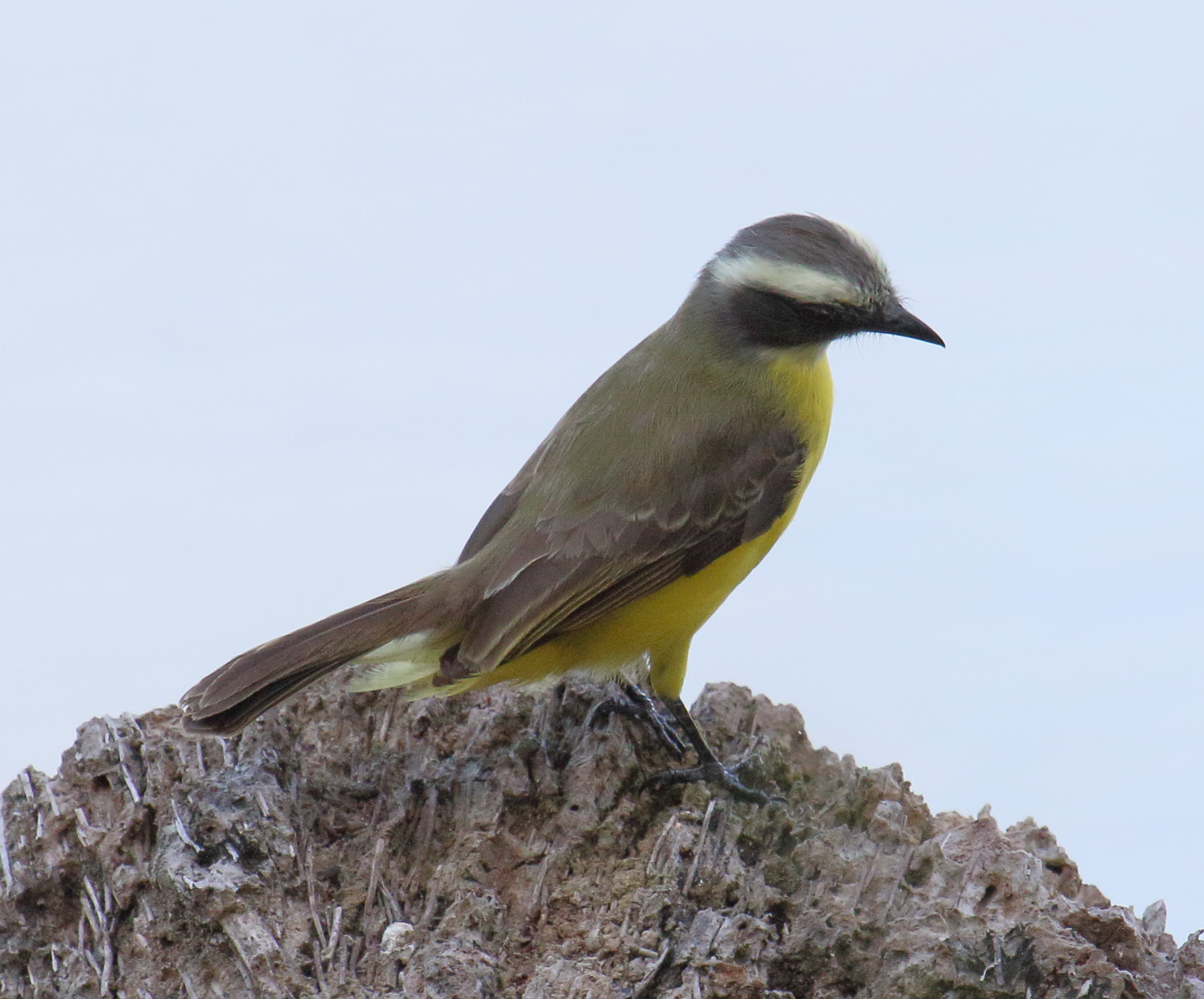 tyran_sociable_-_myiozetetes_similis4md