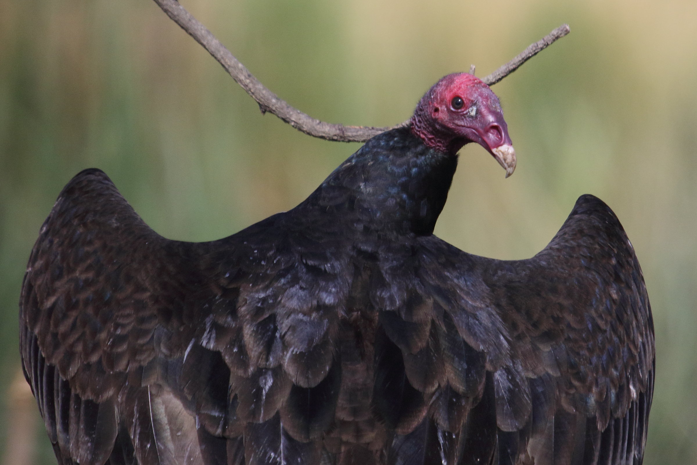 Afficher le média urubu_a_tete_rouge_-_cathartes_aura6md urubu_a_tete_rouge_-_cathartes_aura6md