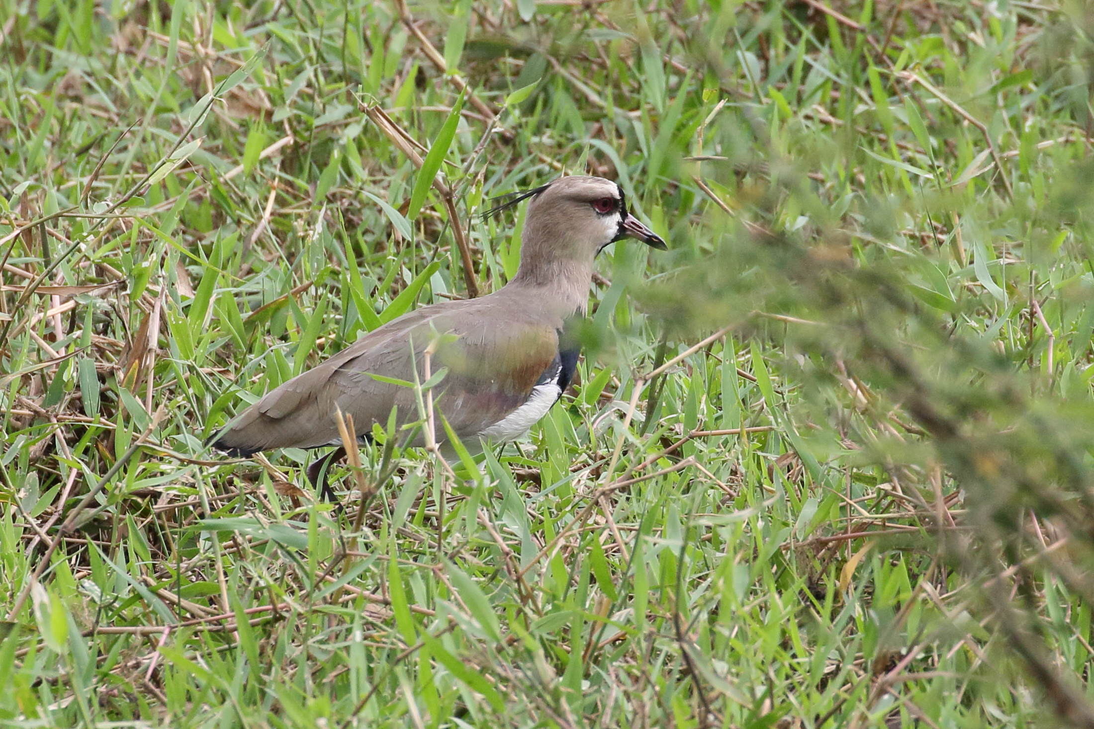 vanneau_tero_-_vanellus_chilensis4bd