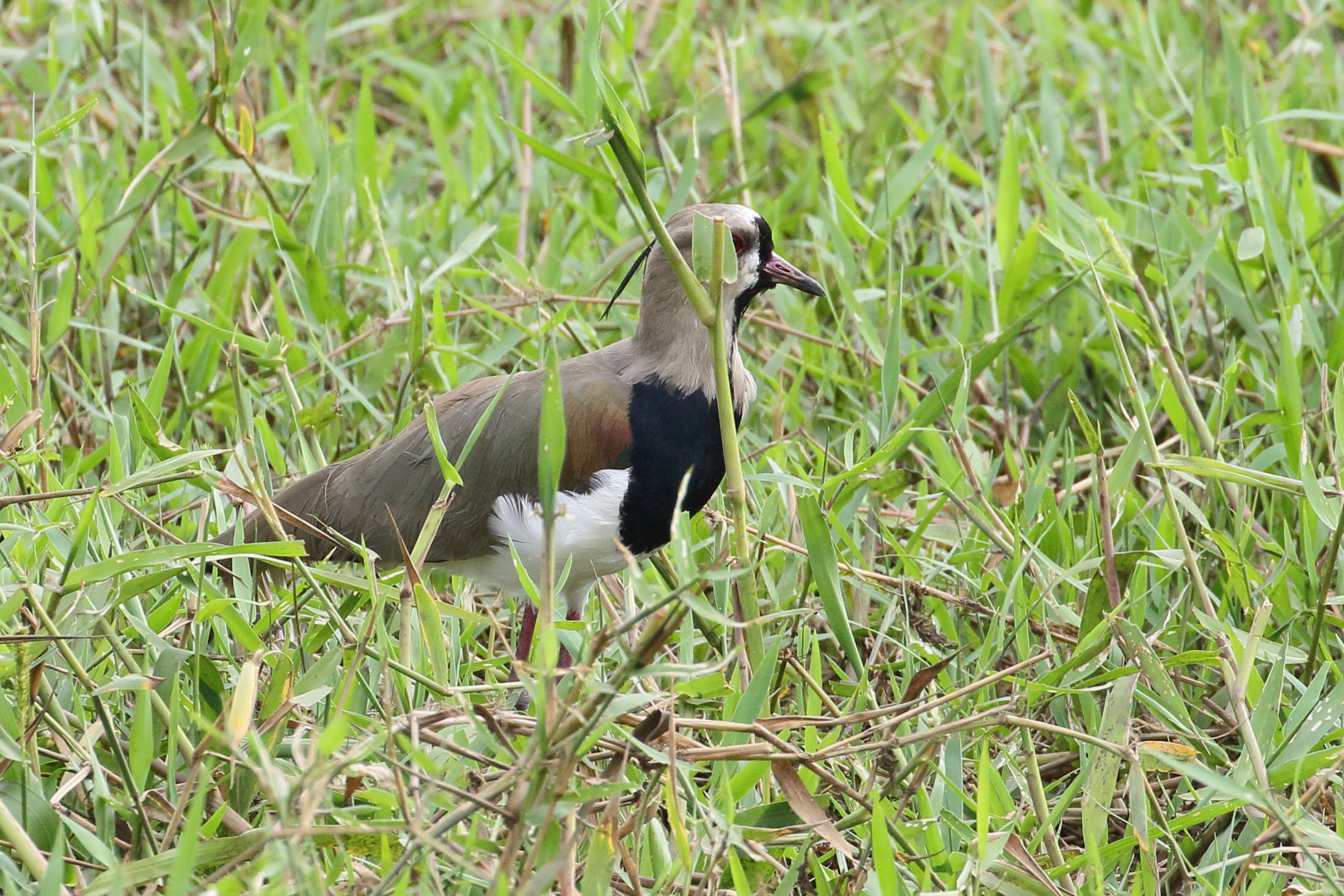 vanneau_tero_-_vanellus_chilensis5bd