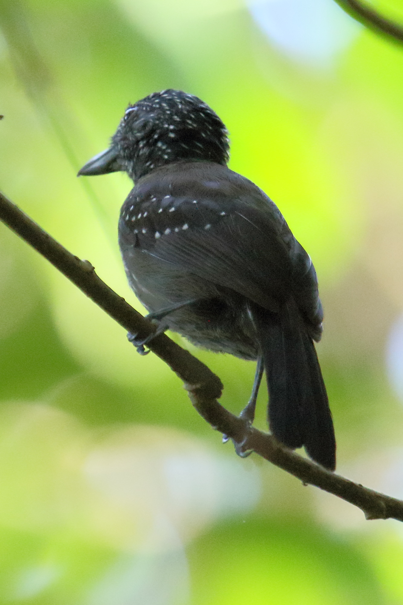 batara_capucin_-_thamnophilus_bridgesi2md