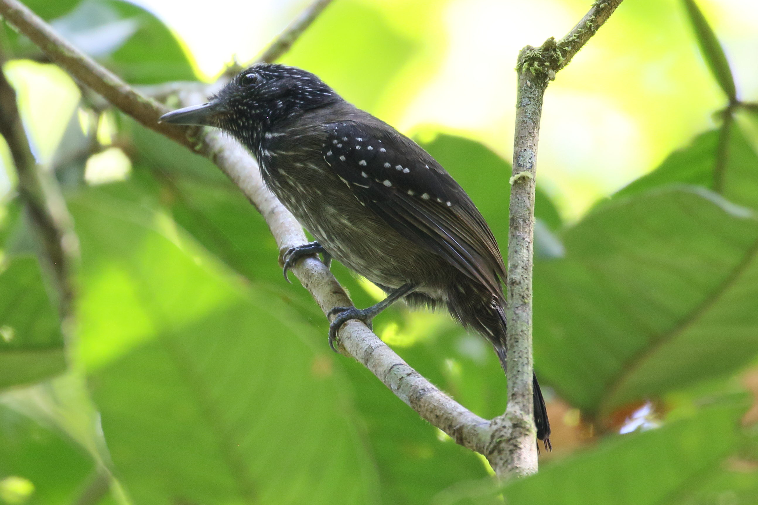 batara_capucin_-_thamnophilus_bridgesi3bd