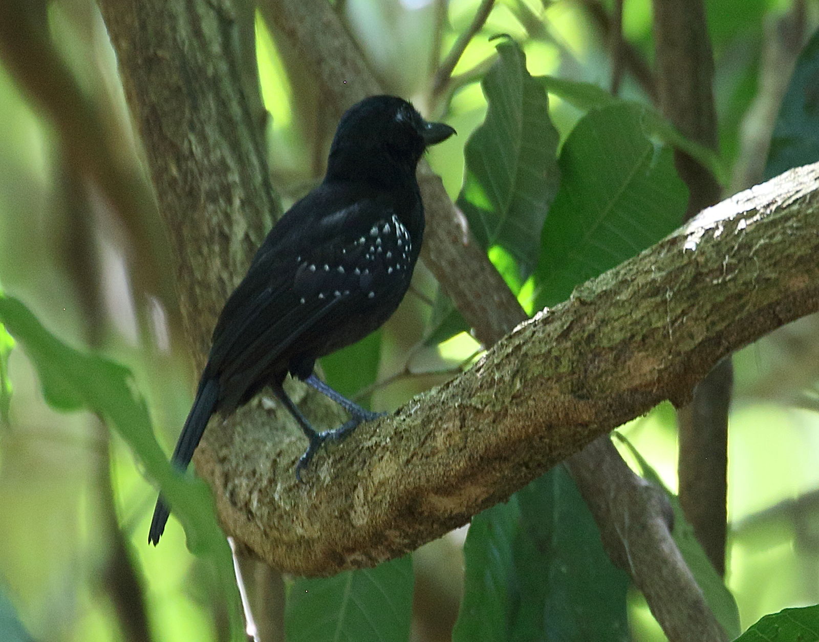 batara_capucin_-_thamnophilus_bridgesi4bd