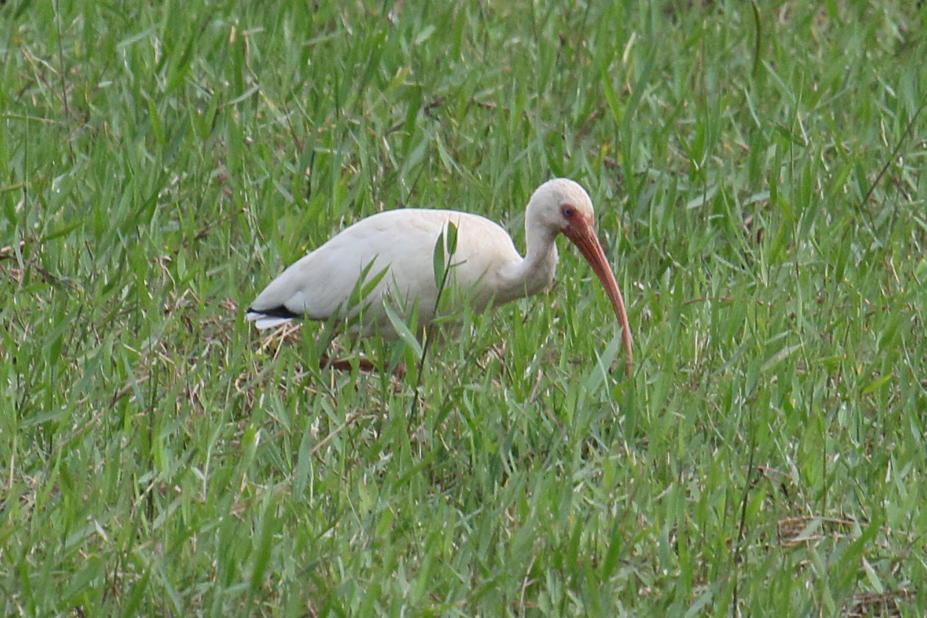 ibis_blanc_-_eudocimus_albus4md
