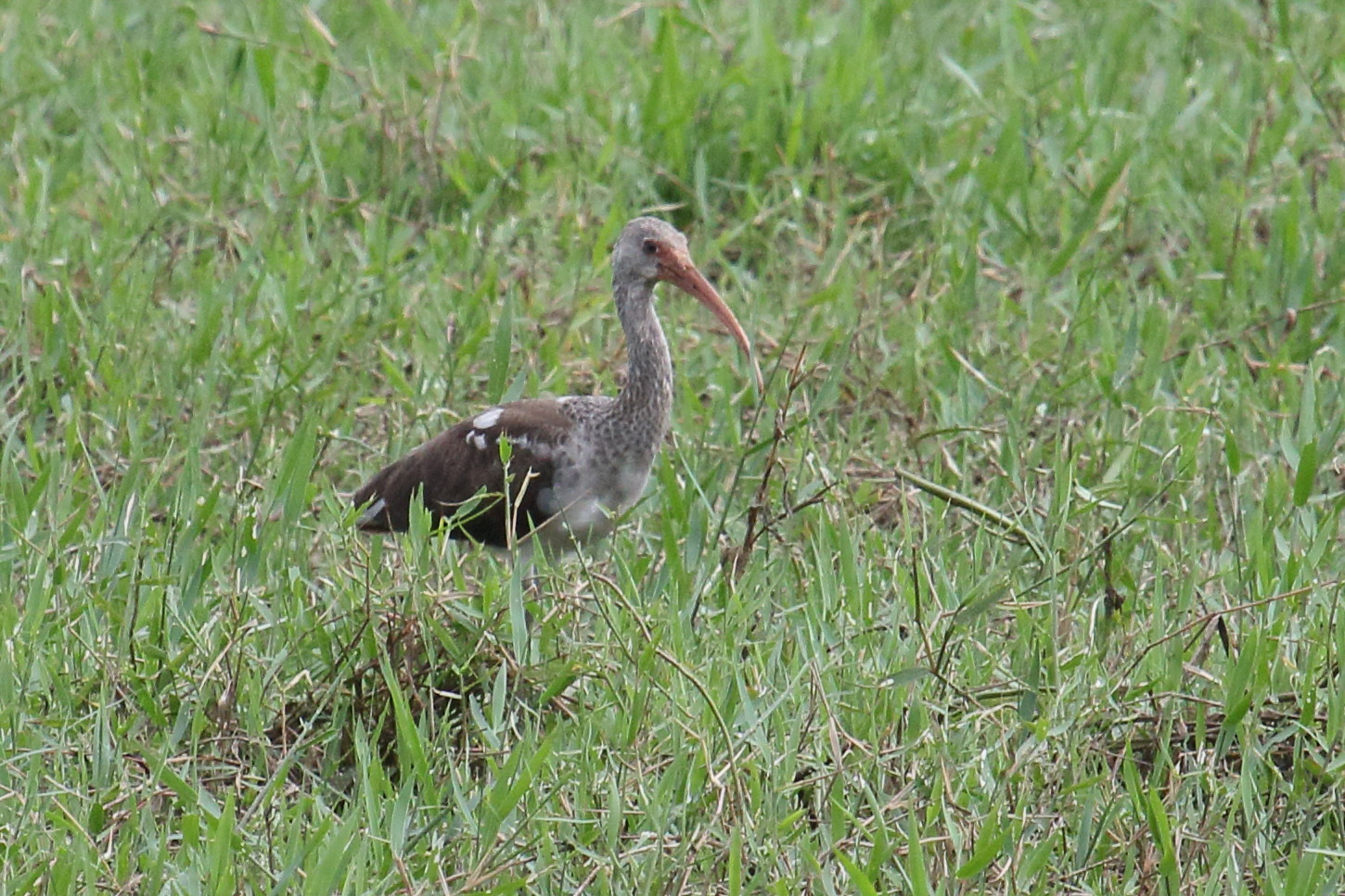 ibis_blanc_-_eudocimus_albus_juv1md