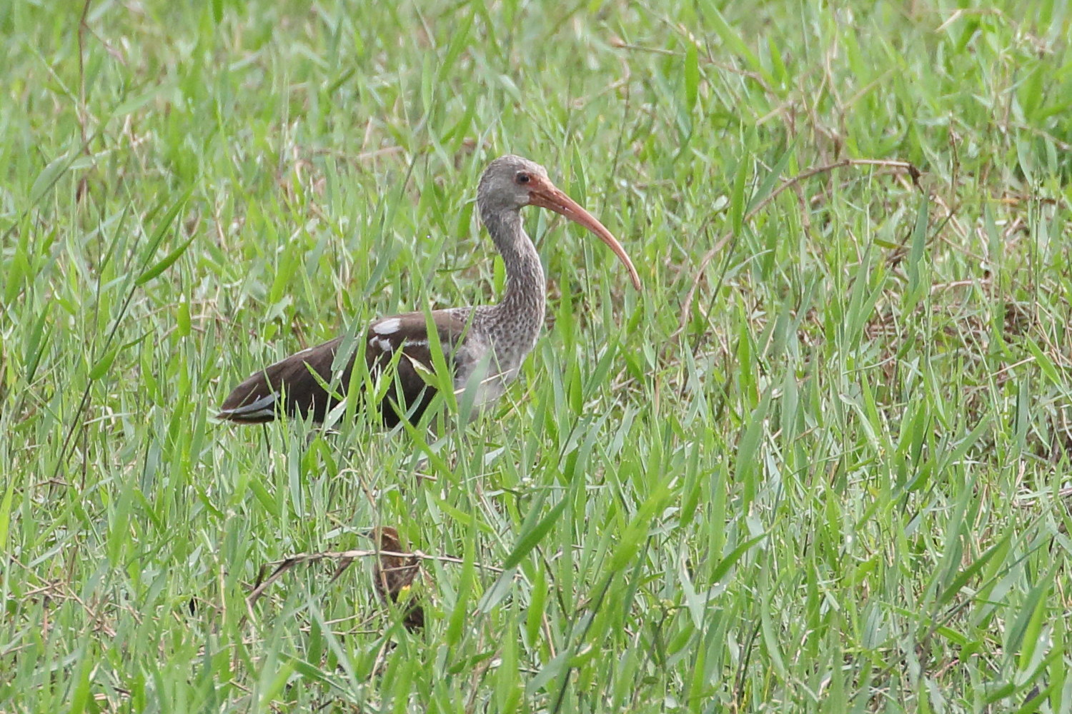 ibis_blanc_-_eudocimus_albus_juv2bd