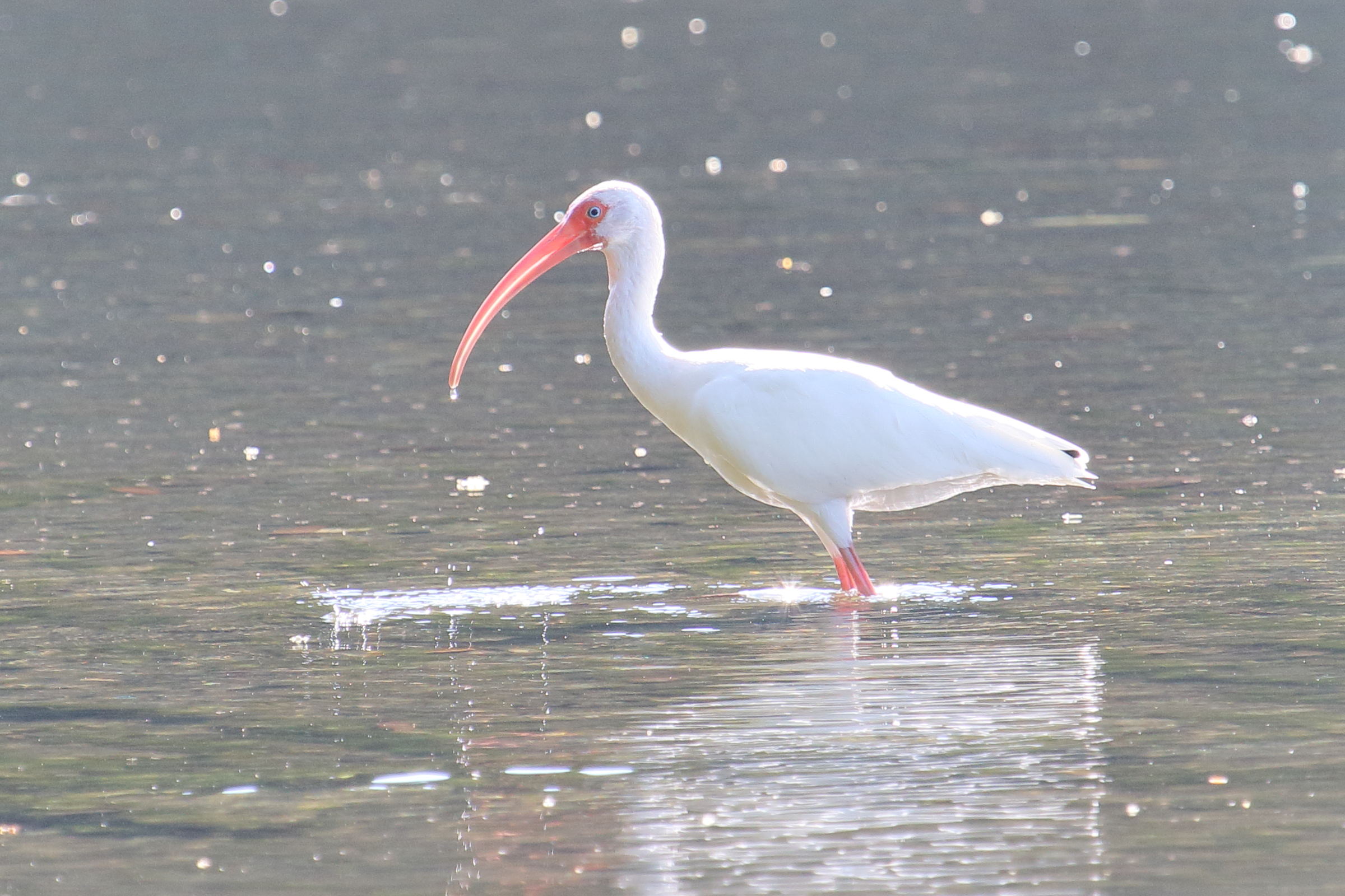ibis_blanc_-_eudocymus_albus5md