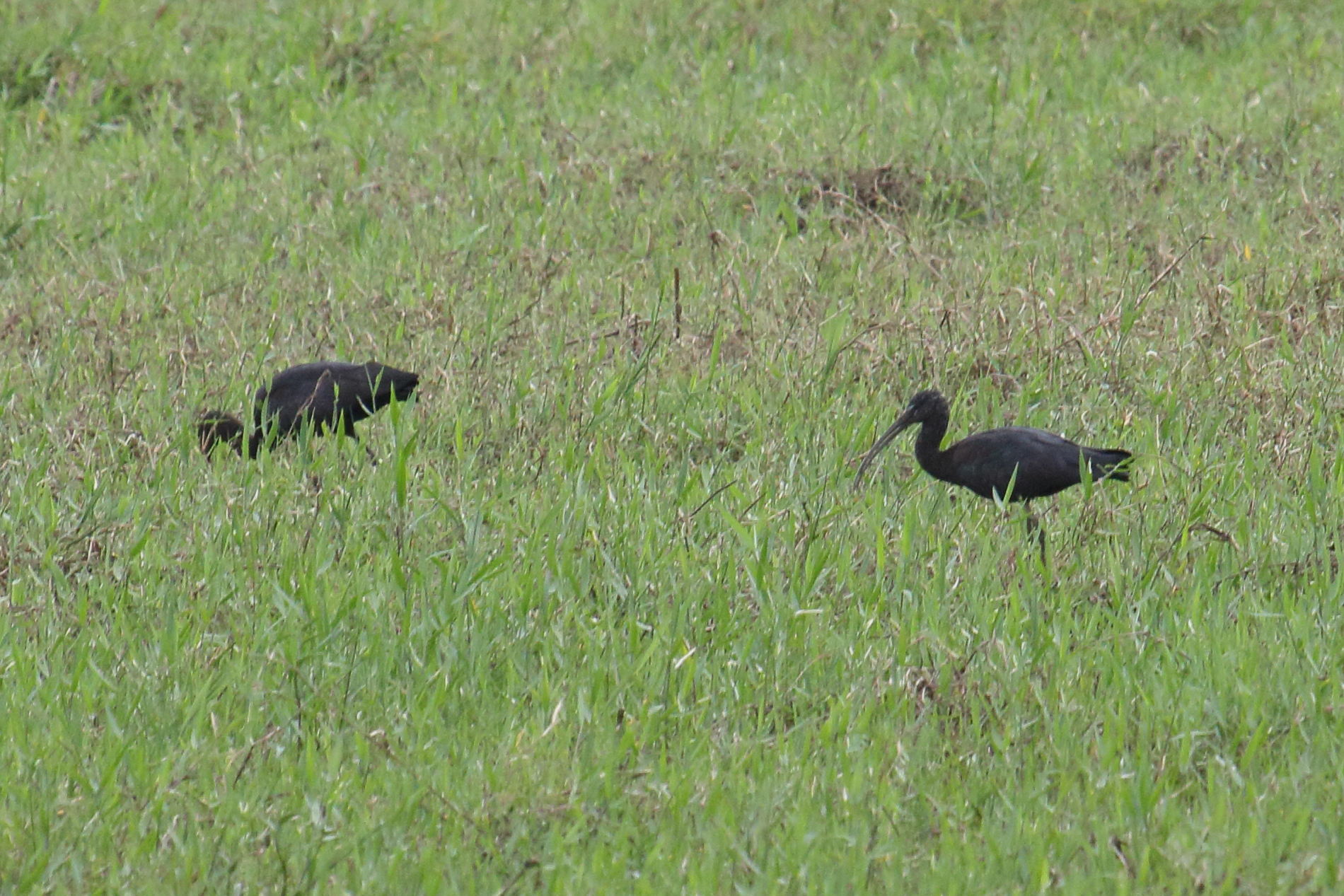 Afficher le média ibis_vert_-_mesembrinibis_cayennensis4md ibis_vert_-_mesembrinibis_cayennensis4md