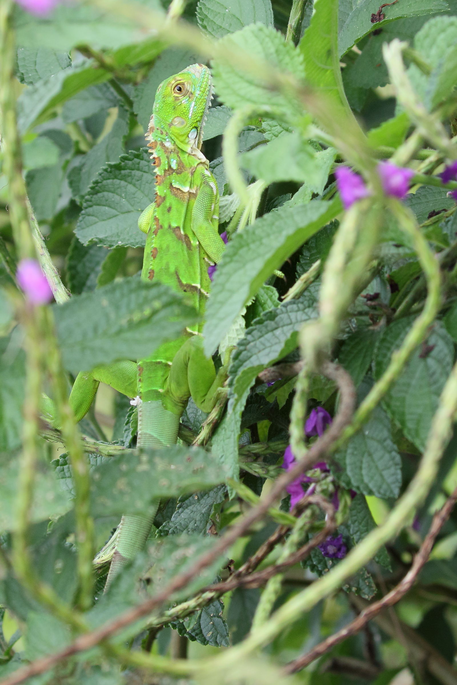 iguana_iguana_juv1bd