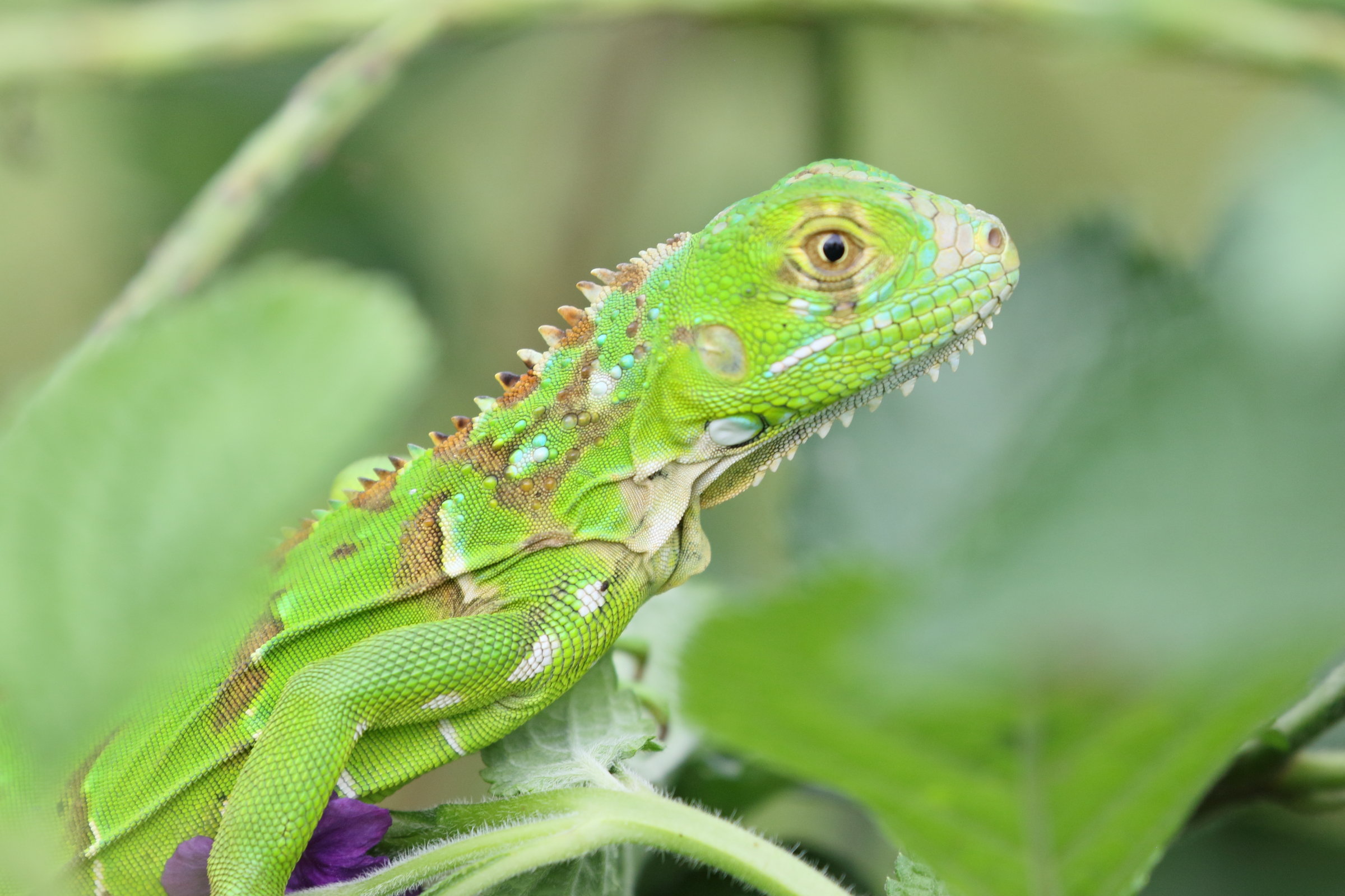 iguana_iguana_juv2bd