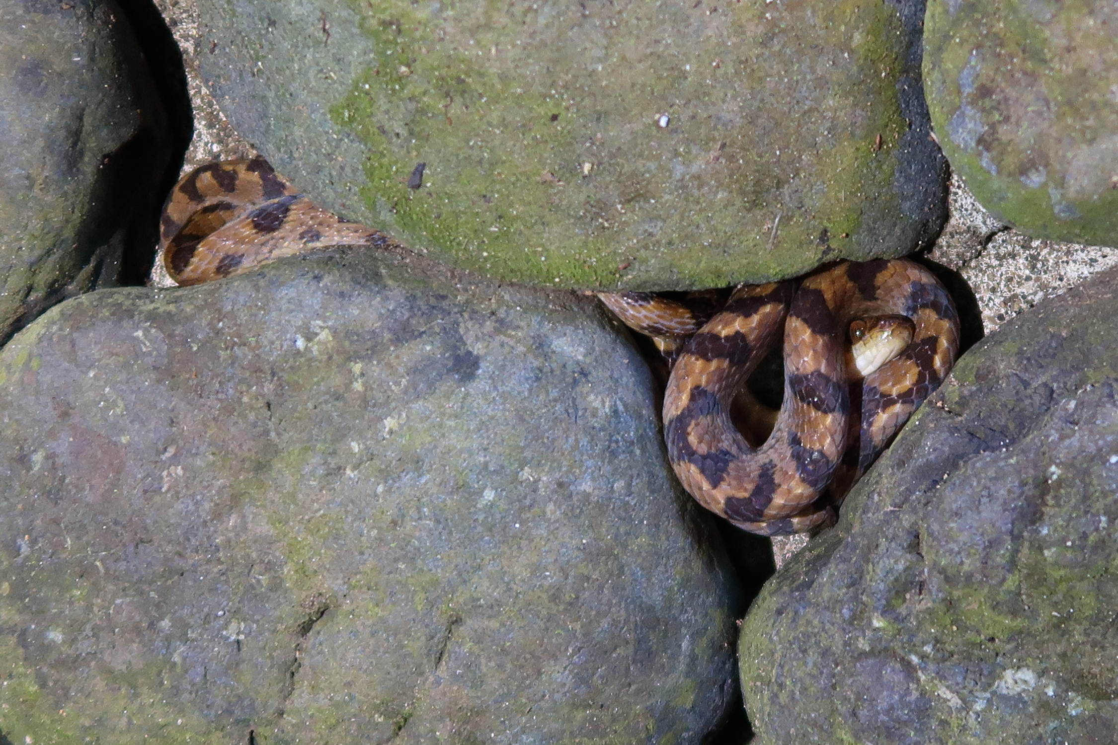 Afficher le média leptodeira_septentrionalis1md leptodeira_septentrionalis1md