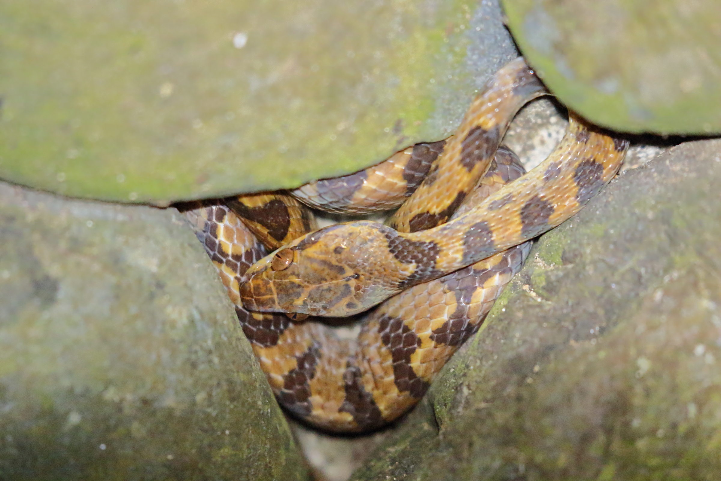 Afficher le média leptodeira_septentrionalis2bd leptodeira_septentrionalis2bd