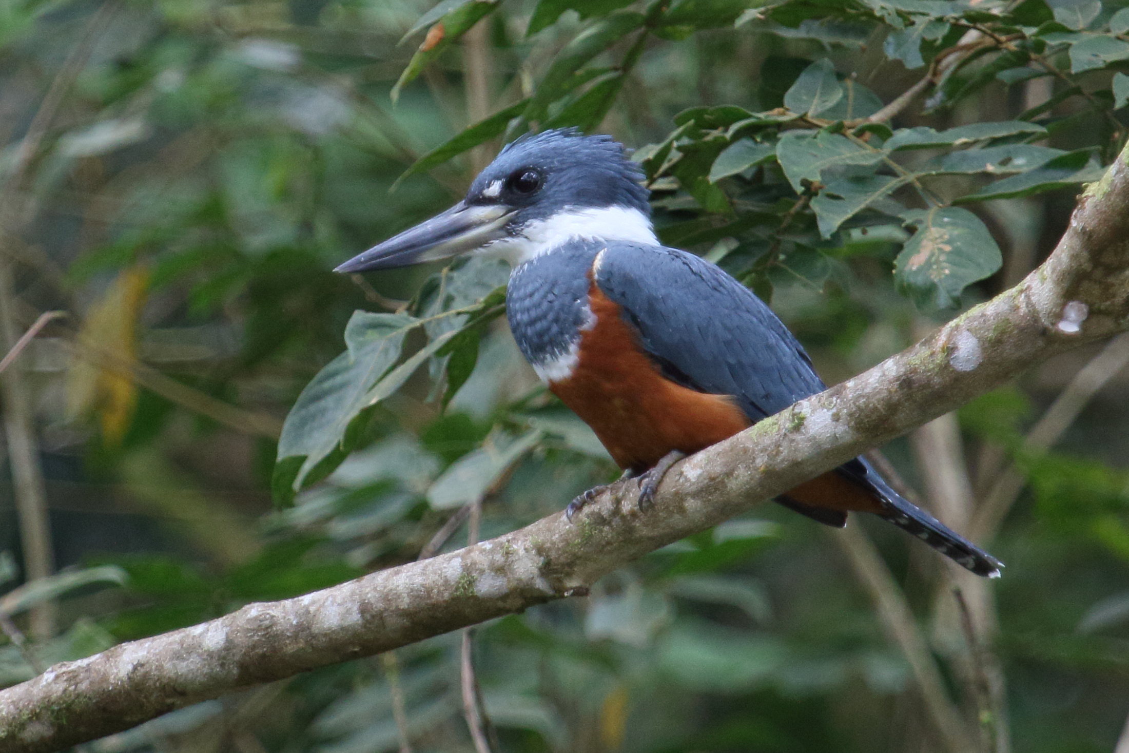 martin-pecheur_a_ventre_roux_-_megaceryle_torquata1md