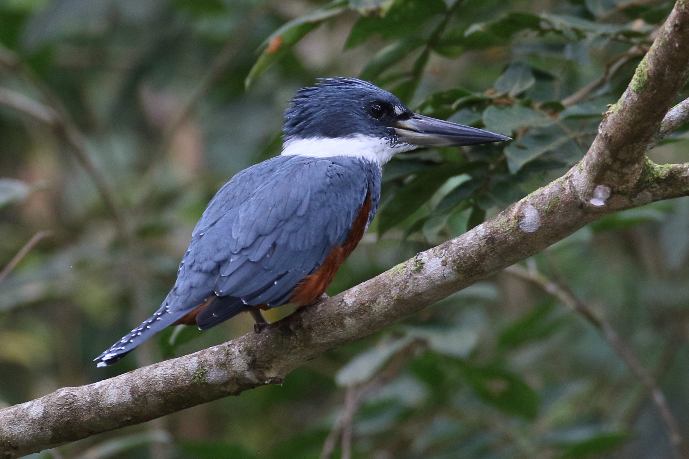 martin-pecheur_a_ventre_roux_-_megaceryle_torquata2bd