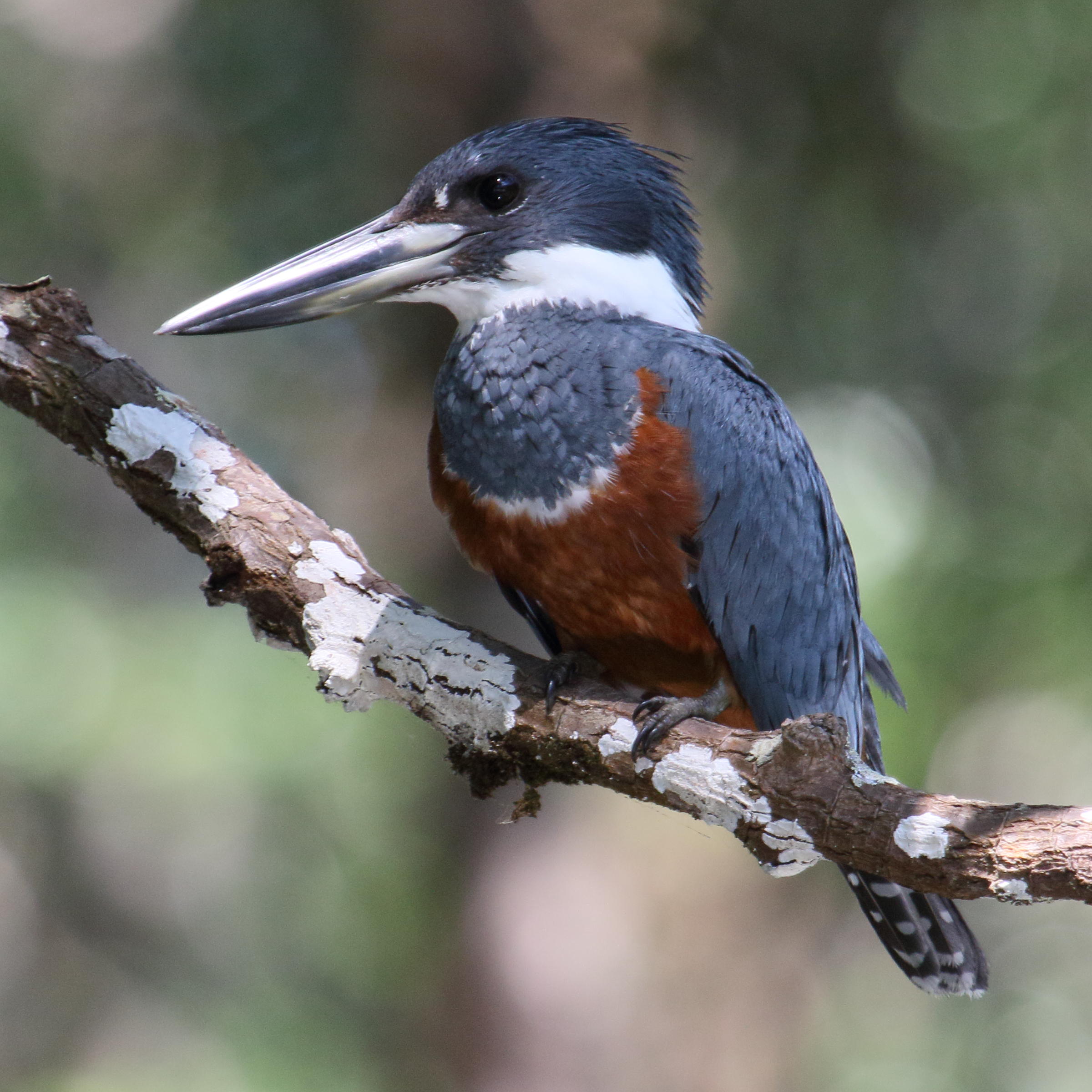 martin-pecheur_a_ventre_roux_-_megaceryle_torquata3md