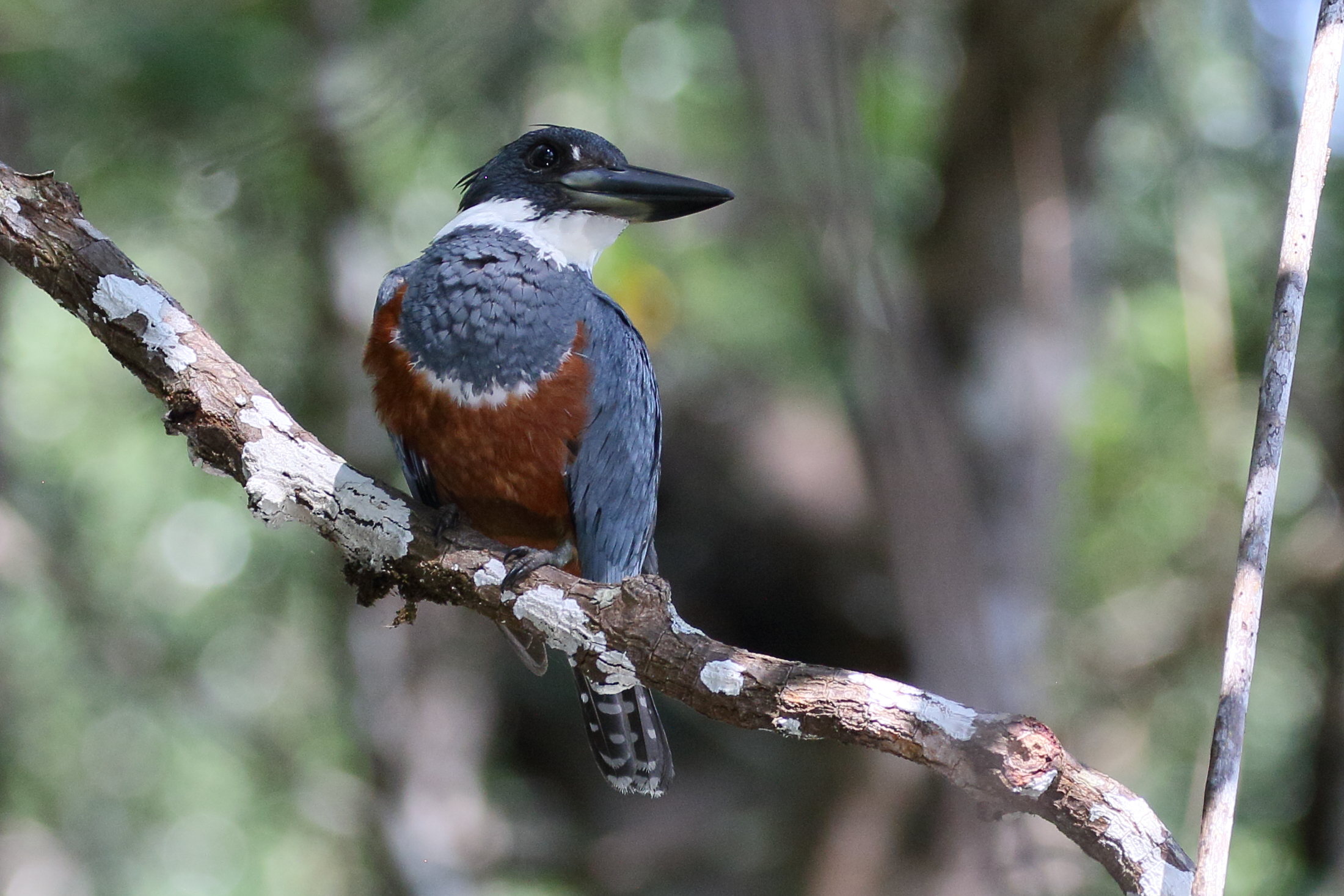 martin-pecheur_a_ventre_roux_-_megaceryle_torquata4bd