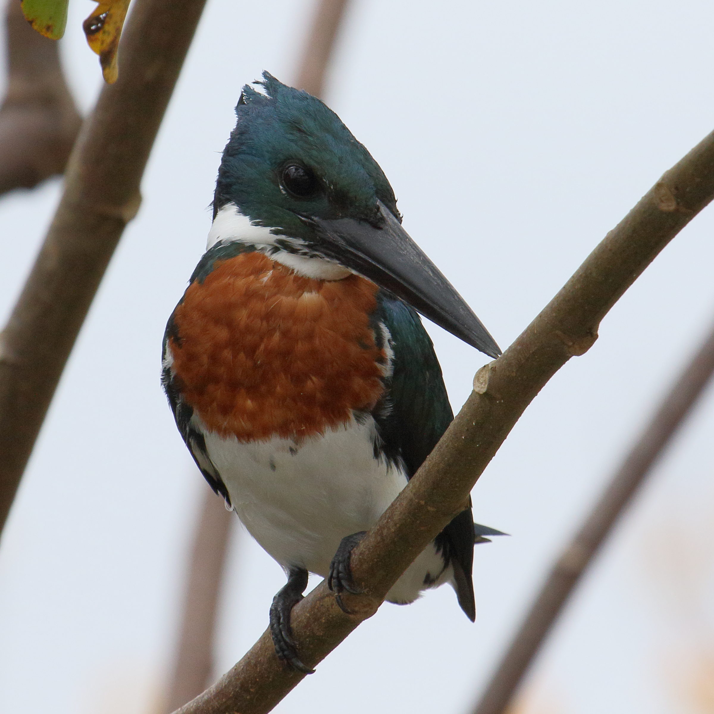 Afficher le média martin-pecheur_d-amazonie_-_chloroceryle_amazona2md martin-pecheur_d-amazonie_-_chloroceryle_amazona2md