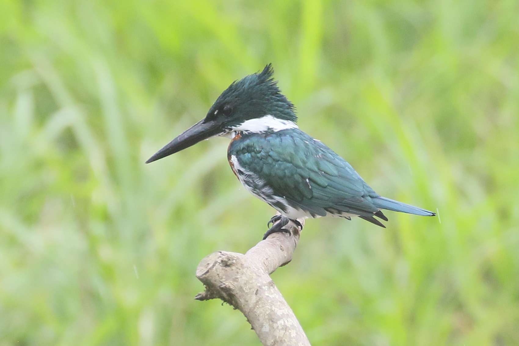 Afficher le média martin-pecheur_d-amazonie_-_chloroceryle_amazona3bd martin-pecheur_d-amazonie_-_chloroceryle_amazona3bd